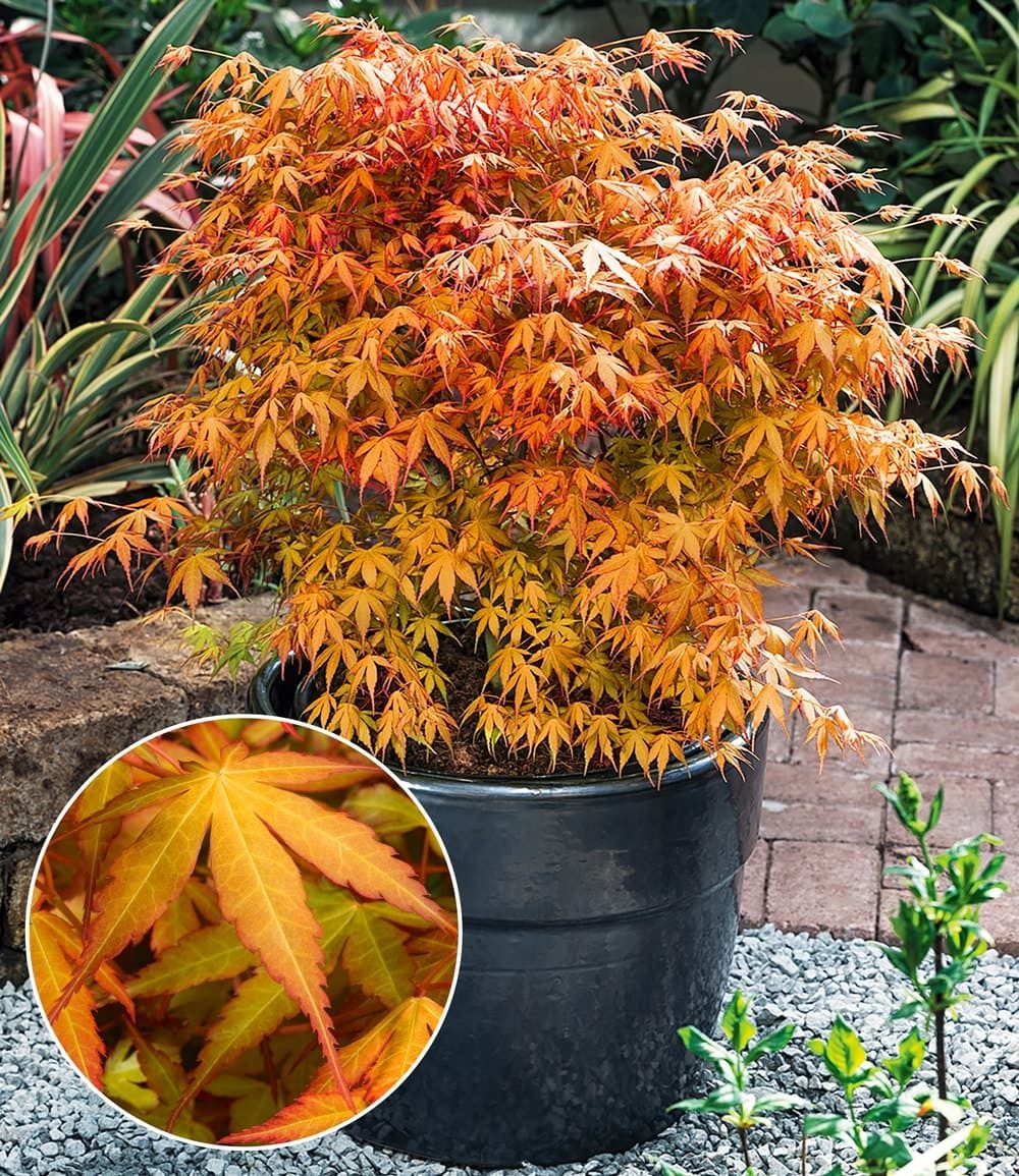 BALDUR Garten Zierstrauch Japanischer Ahorn 'Katsura', 1 St., Zwerg-Ahorn,winterhart, mehrjährig