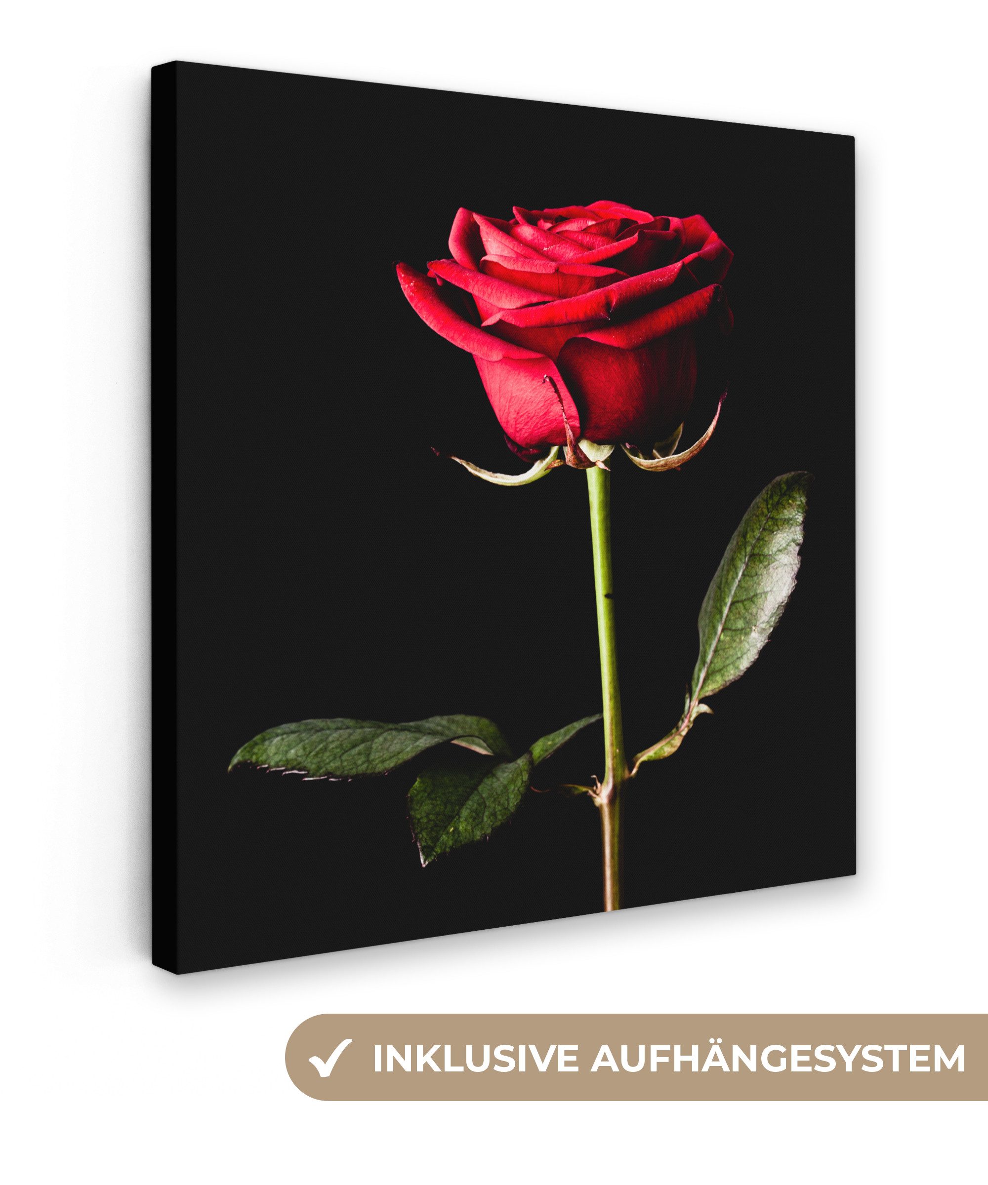 OneMillionCanvasses® Leinwandbild Eine rote Rose auf schwarzem Hintergrund, Fotodruck (1 St), Wandbild, Deko Schlafzimmer Wohnzimmer Flur 20x20 cm