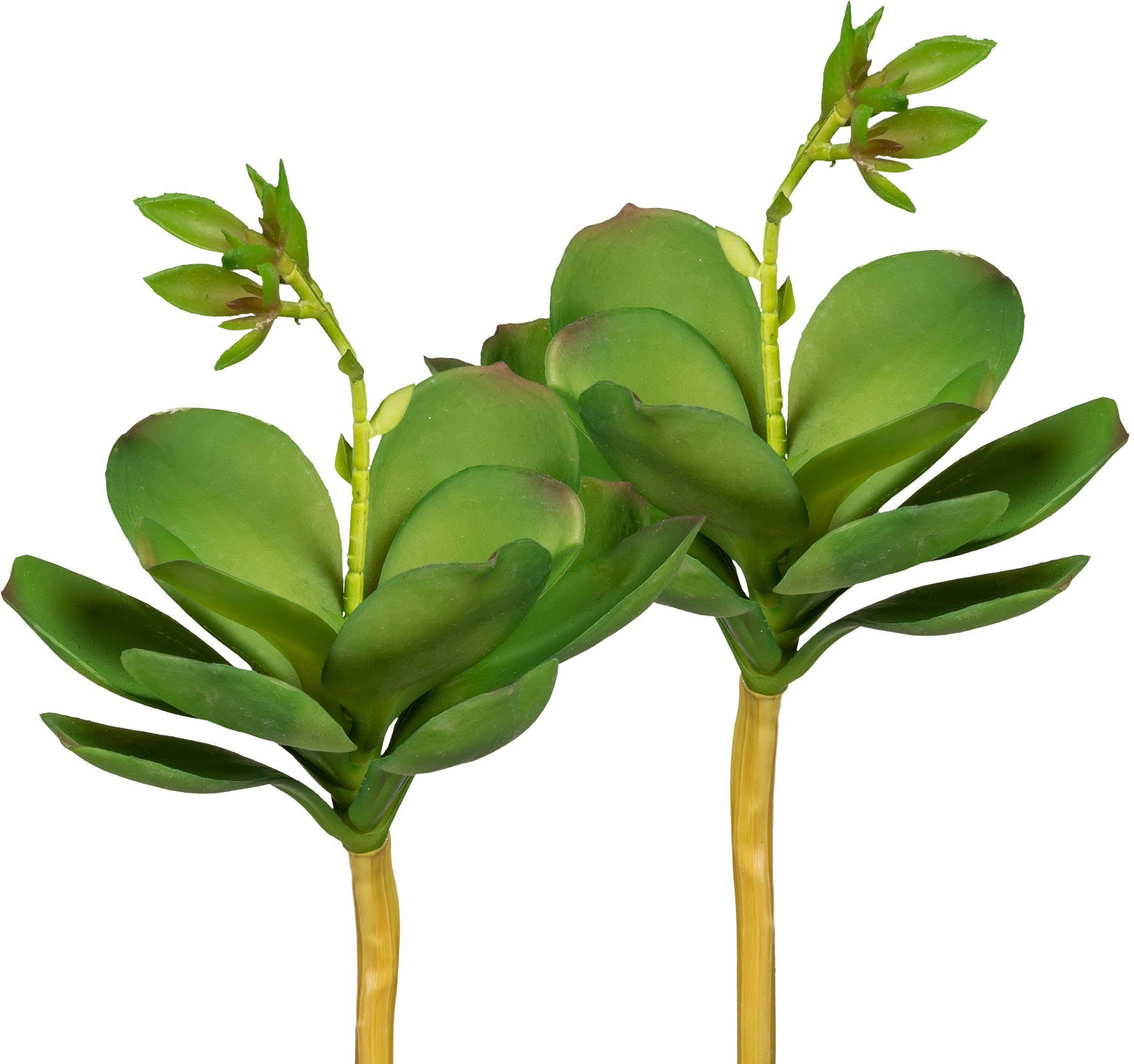 Schnäppchen Kunstpflanze Echeveria mit Blüte Sukkulenten, 25 cm, Creativ Höhe 3er Set green