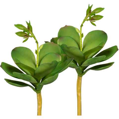 Kunstpflanze Echeveria mit Blüte Sukkulenten, Creativ green, Höhe 25 cm, 3er Set