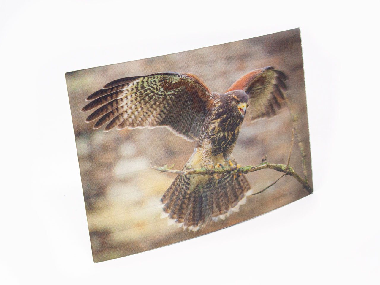 Thumbnail - Cornelißen Postkarte 3D Postkarte Wüstenbussard, 3D