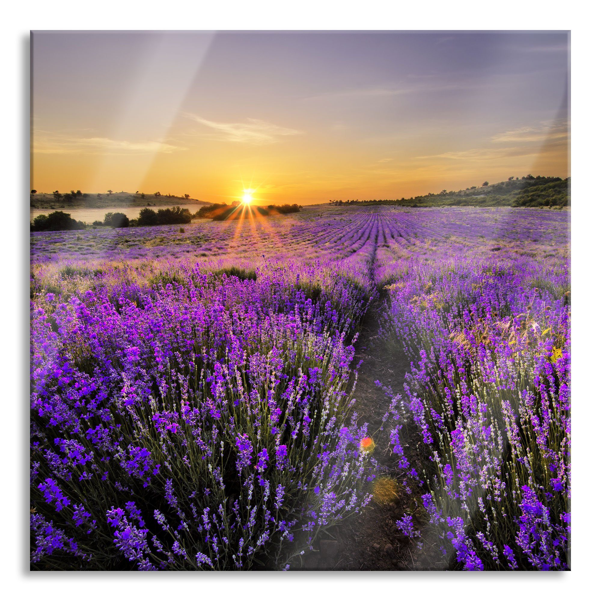 Pixxprint Glasbild Lavendelfeld in Frankreich, Lavendelfeld in Frankreich (1 St), Glasbild aus Echtglas, inkl. Aufhängungen und Abstandshalter | Bilder