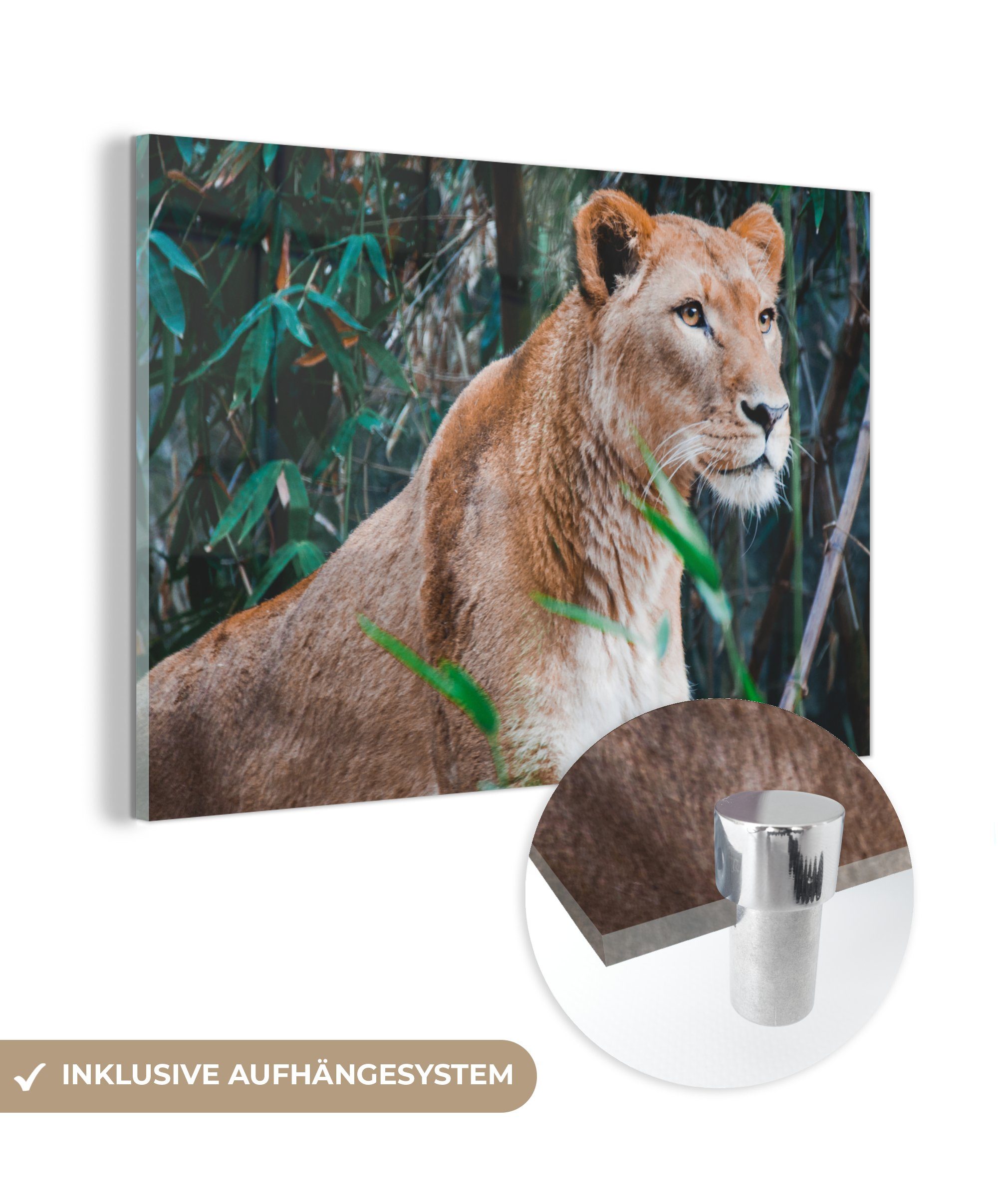 Acrylglasbilder & Acrylglasbild MuchoWow - Schlafzimmer Wald, - St), Wohnzimmer Löwe Pflanzen (1