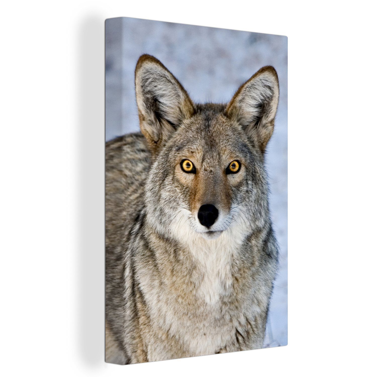 OneMillionCanvasses® Leinwandbild Nahaufnahme eines Kojoten mit intensivem Blick, (1 St), Leinwandbild fertig bespannt inkl. Zackenaufhänger, Gemälde, 20x30 cm