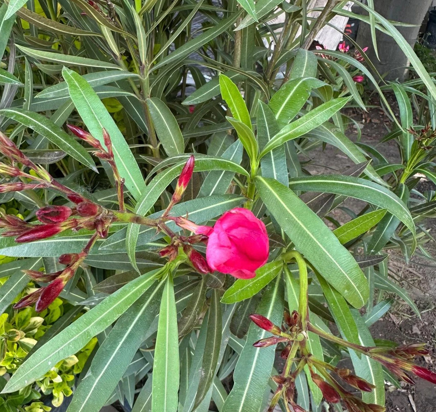 Palms-Store Kübelpflanzen Nerium, Rosenlorbeer Höhe ca: 180cm Rot aus Spanien, leuchtend rote Blüten