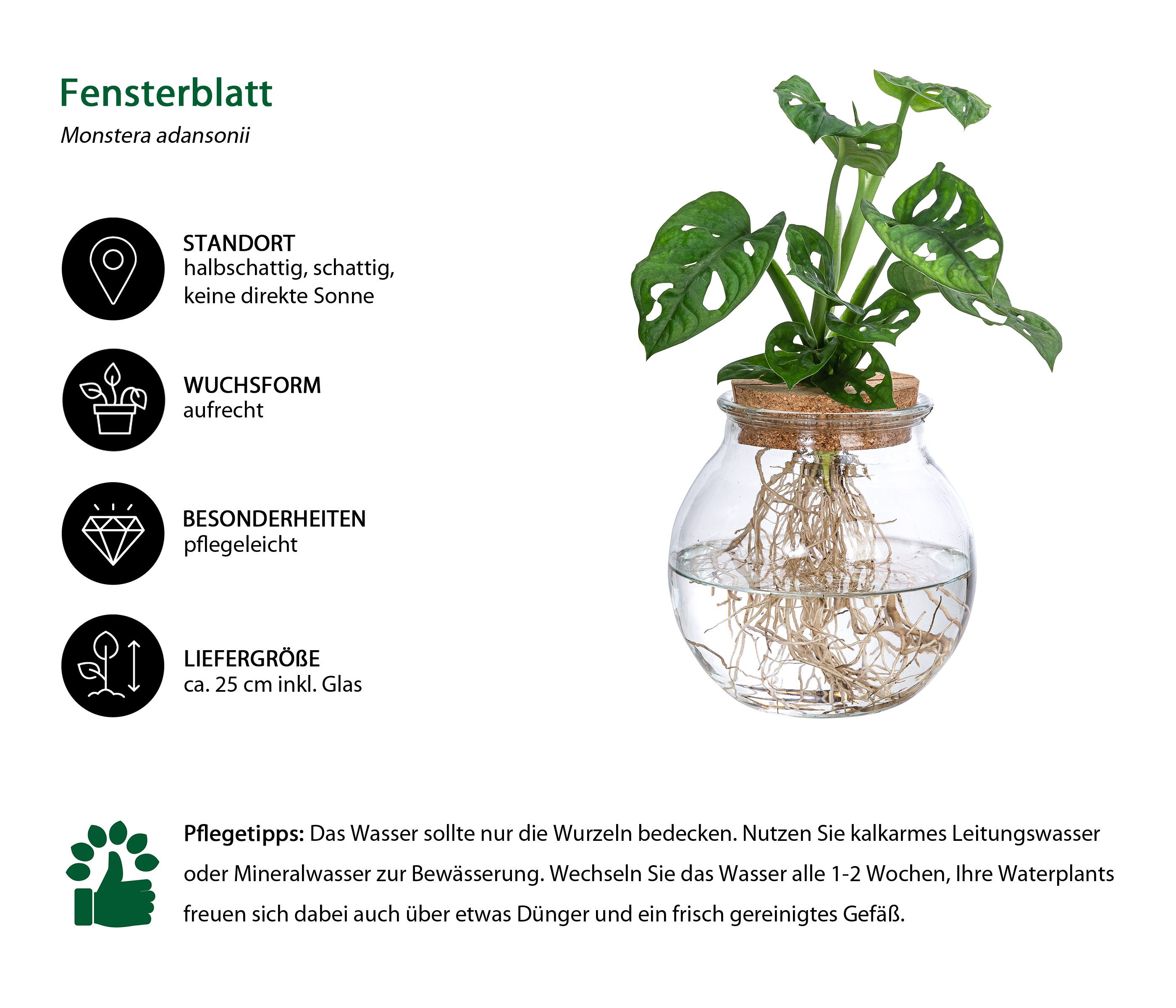 Dehner Zimmerpflanze Waterplant Fensterblatt, Monstera, im Kugelglas, Monstera adansonii, Wasserpflanze im Kugelglas