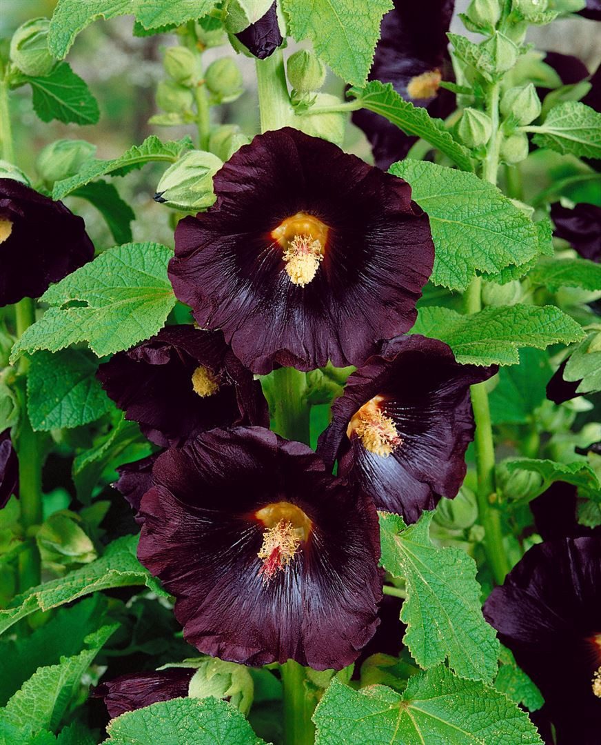 Pflanzen für Dich Staude Alcea rosea Spotlight-Series Blacknight, 1 St., Stockrose, Schwarze Stockrose