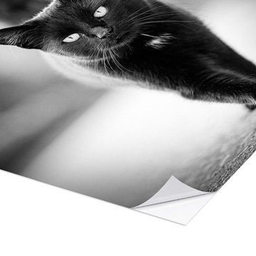 Posterlounge Wandfolie Silvio Schoisswohl, Elegante schwarze Katze, Wohnzimmer Fotografie
