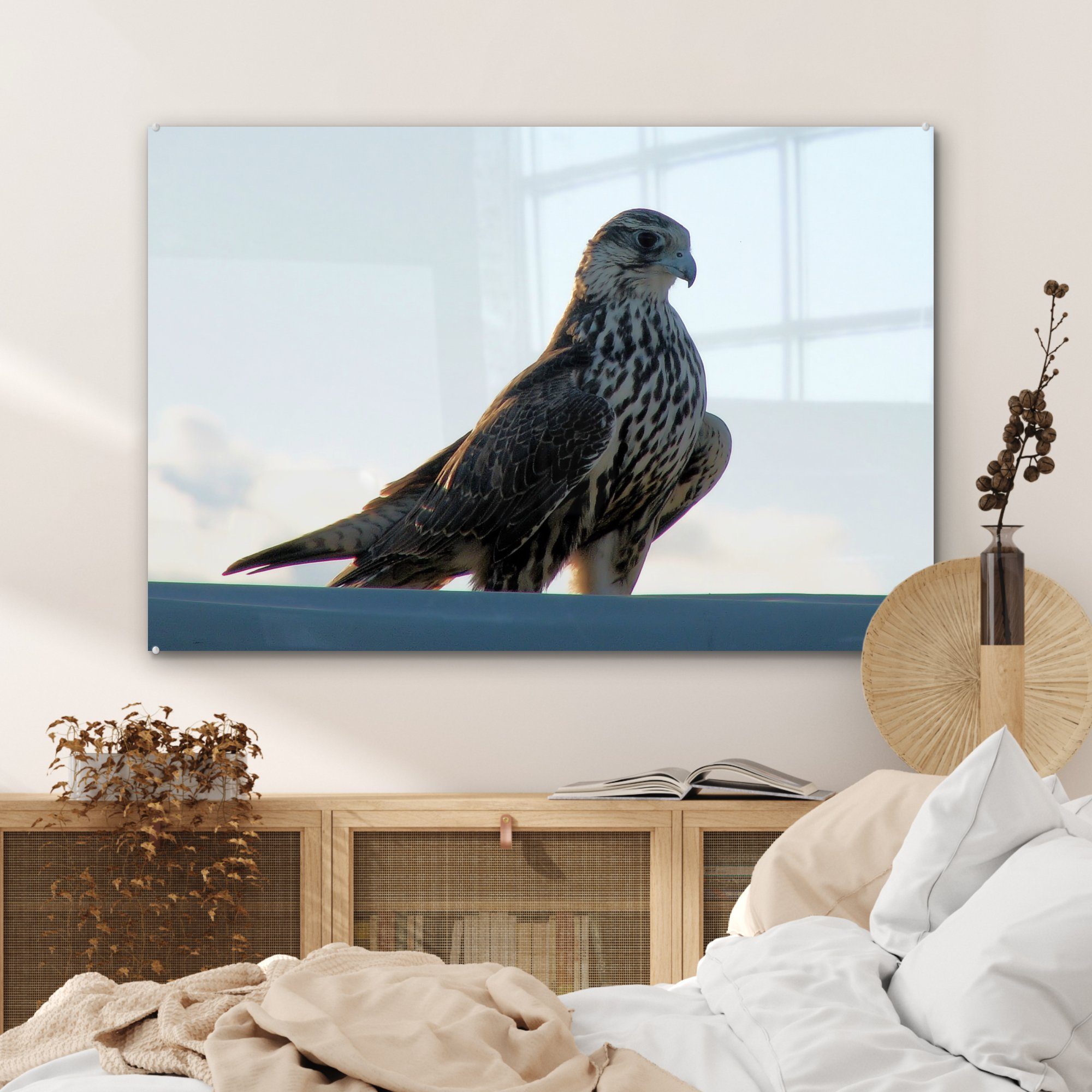 MuchoWow Acrylglasbild Falke (1 & St), Portugal - Wohnzimmer Acrylglasbilder Vogel, - Schlafzimmer