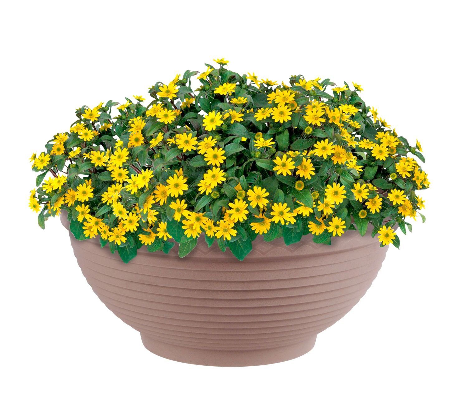 Prosperplast Pflanzkübel Pflanzschale Misa Blumenschale Pflanzkübel günstig online kaufen