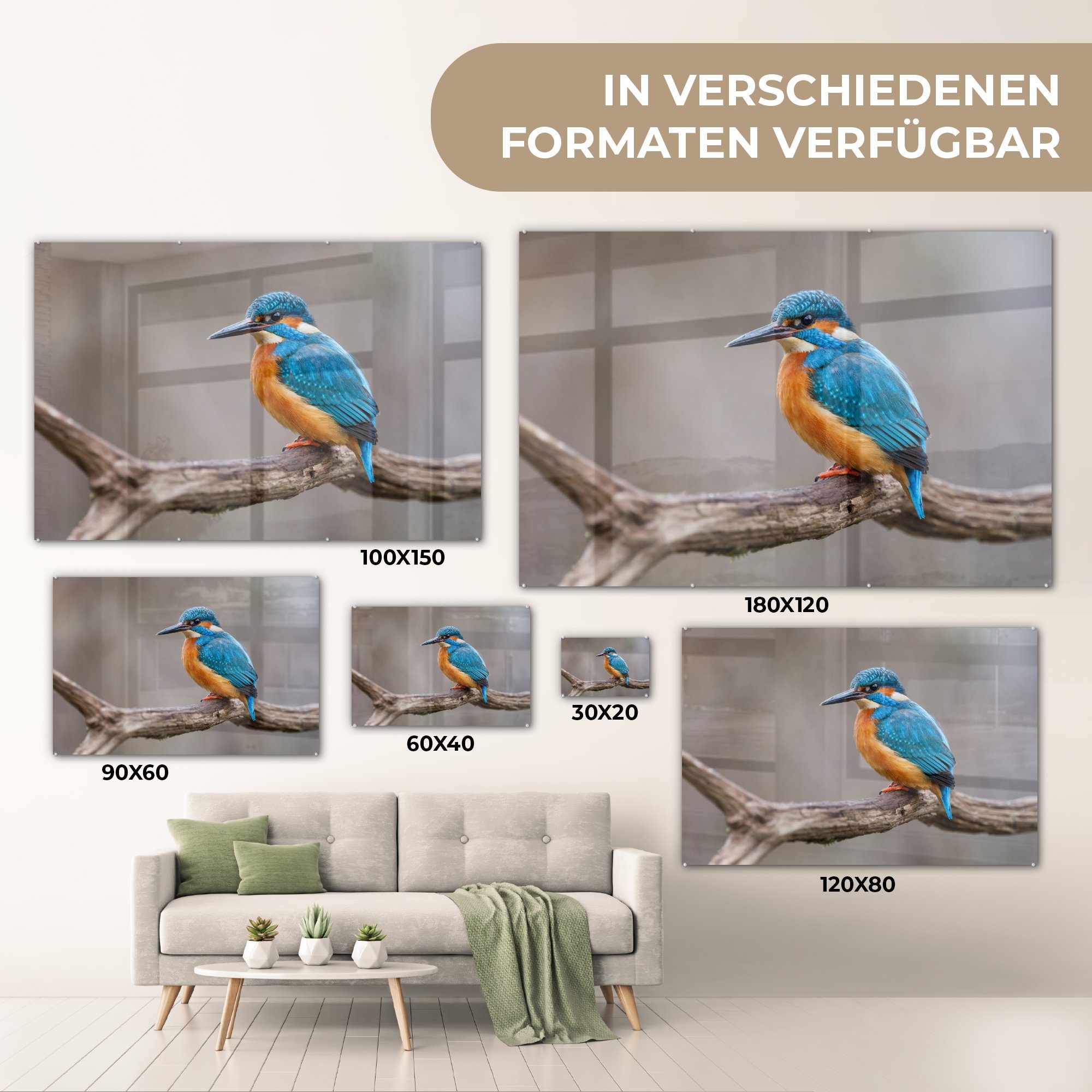 - Acrylglasbild Eisvogel Porträt, Zweige Schlafzimmer - Wohnzimmer & Acrylglasbilder MuchoWow (1 St),