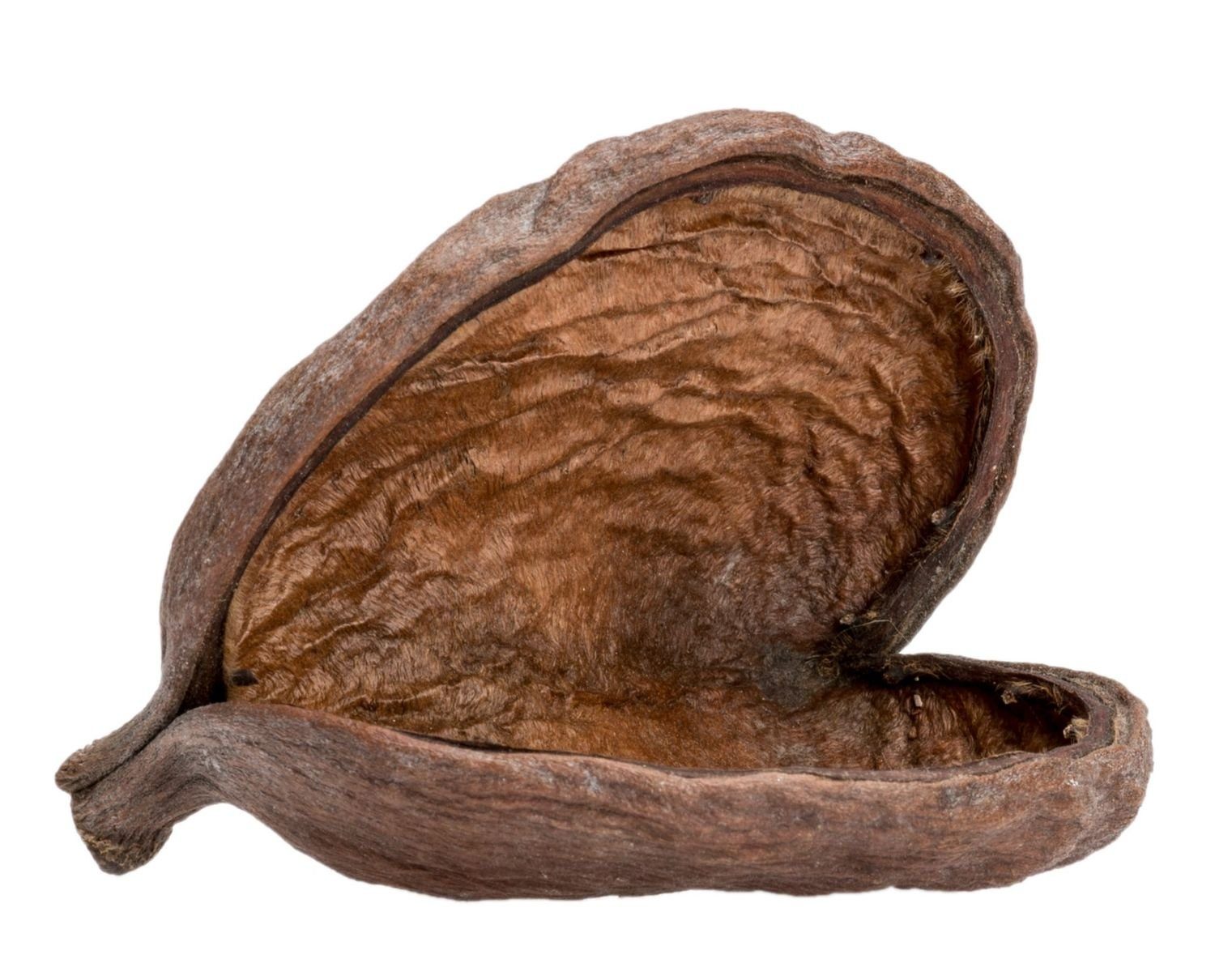 Bastelnaturmaterial Badam Schote in Natur, Größe ca. 8-12cm Sterculia foetida