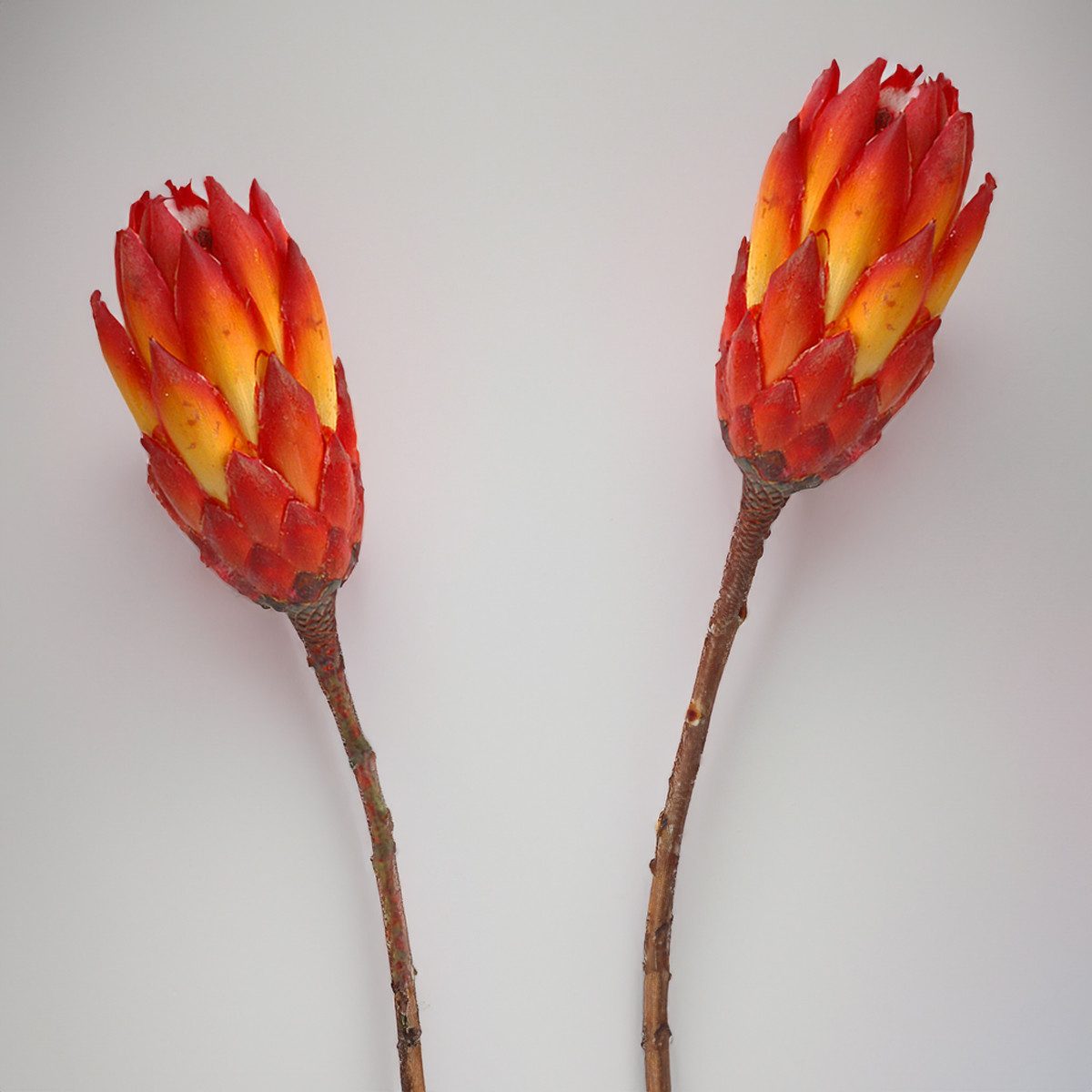 Kunstblume Protea Trockenblumen orange rot 5er Set afrikanische Zuckerbüsch günstig online kaufen