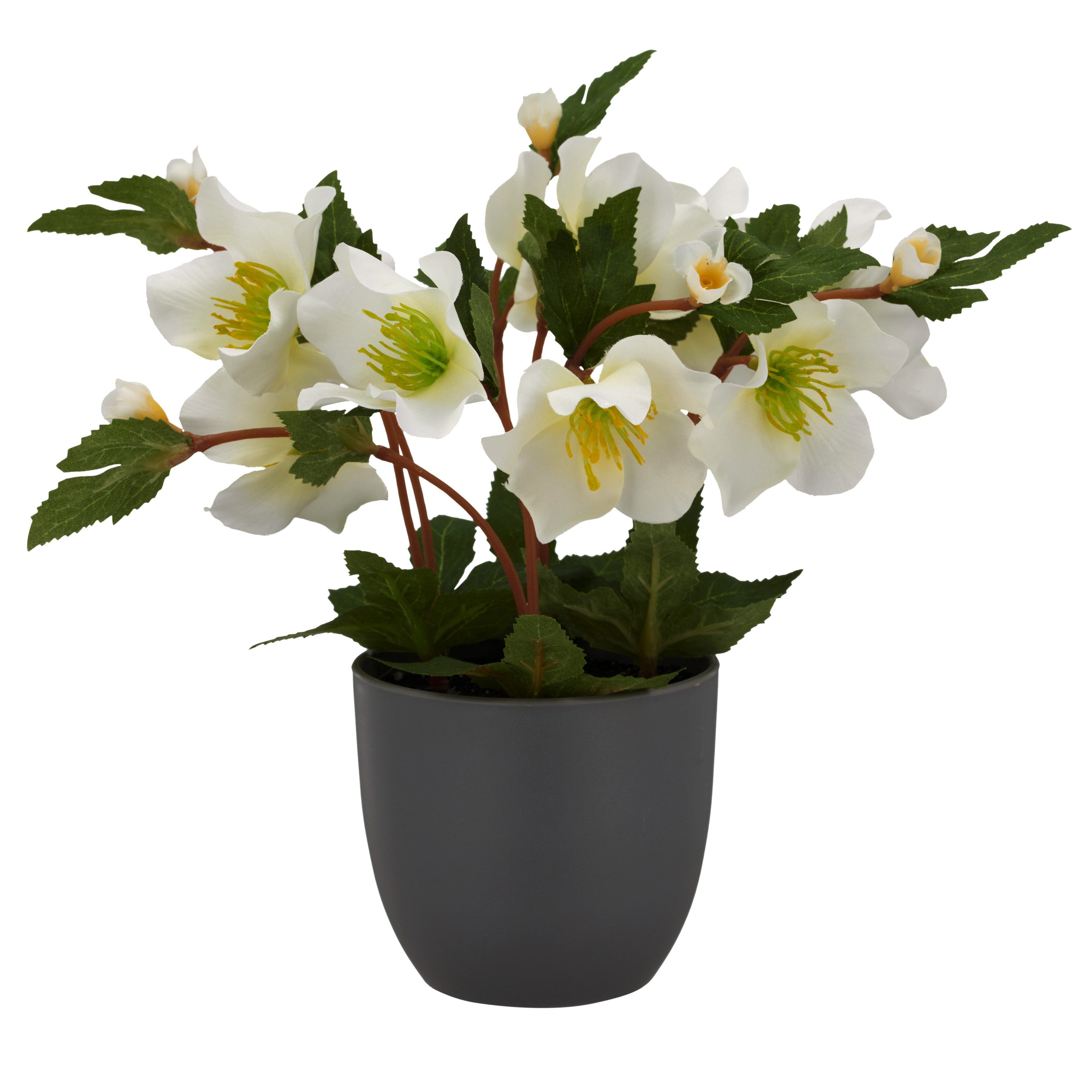 Kunstblume Christrose, Creativ green, Höhe 23 cm, mit üppiger Blütenpracht