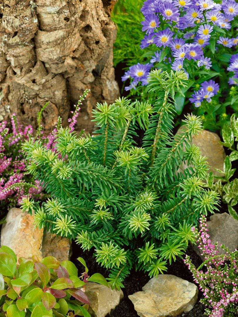 Pflanzen für Dich Konifere Abies balsamea Kiwi, 1 St., Balsamtanne, kompakt, immergrün