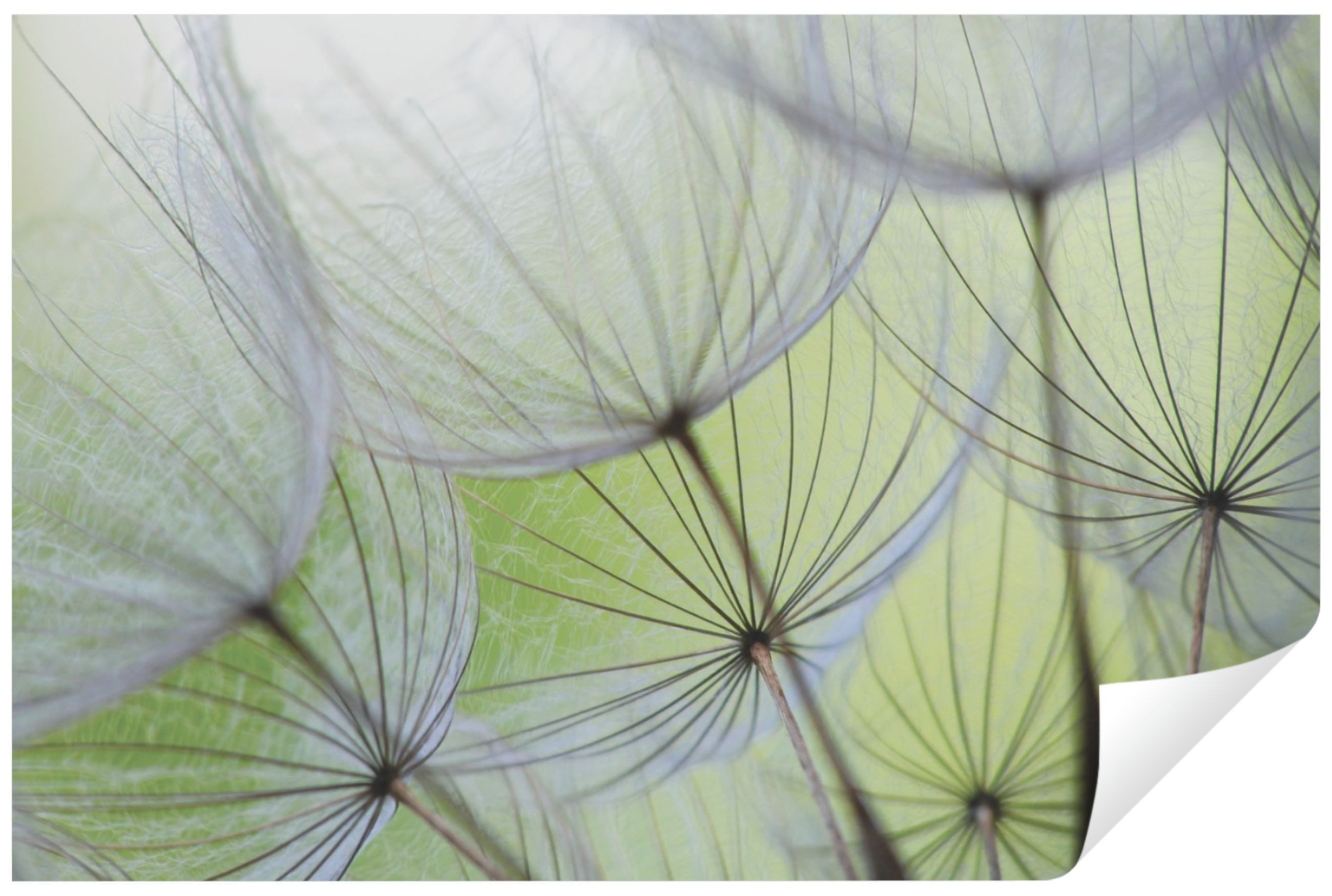 Wallarena Fototapete Pusteblumen Natur Blumen Wohnzimmer Schlafzimmer Vlies günstig online kaufen