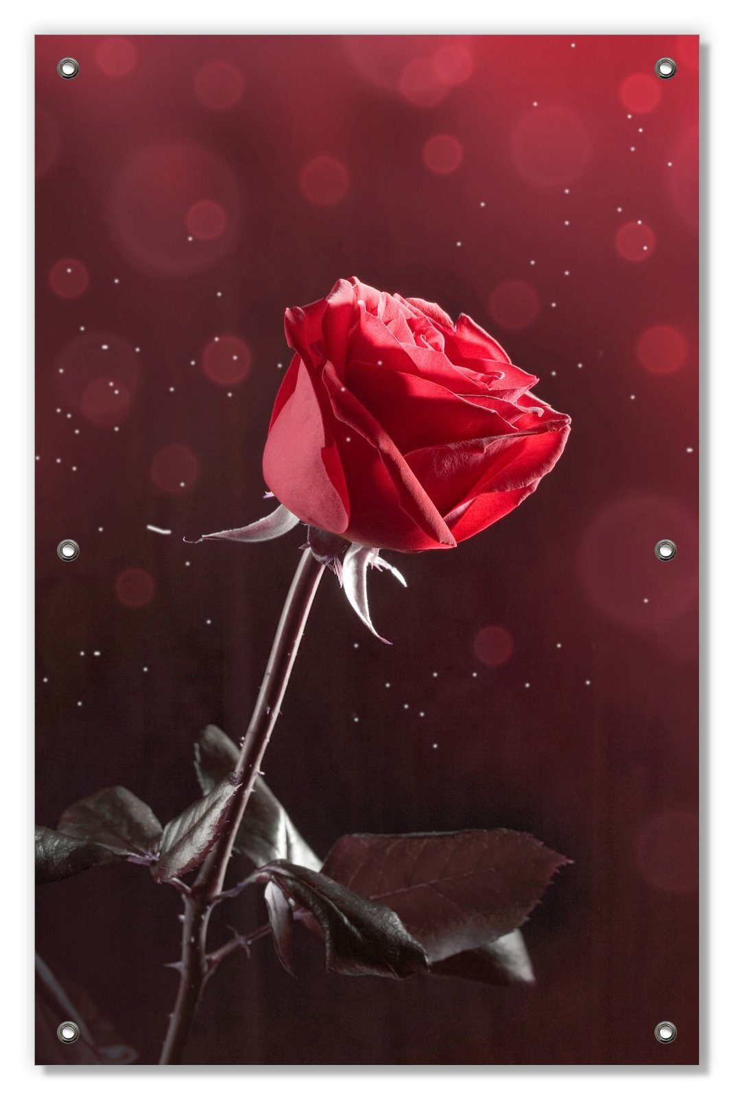 Sonnenschutz Rote Rose Single, Wallario, blickdicht, Saugnäpfen, mit wiederablösbar wiederverwendbar und