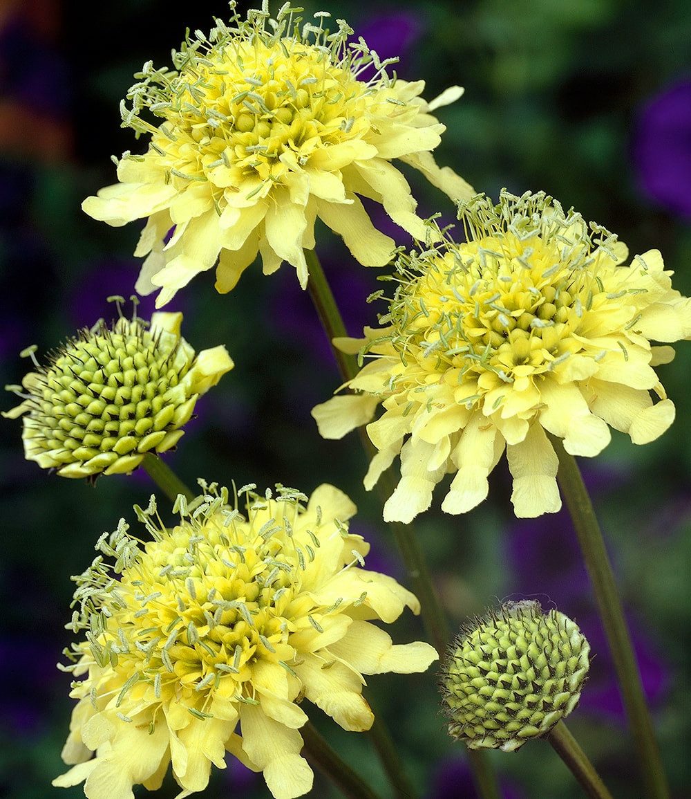BALDUR Garten Staude Winterharte gelbe Scabiose, 2 St., Bienenfreundlich, duftend, bienenfreundlich