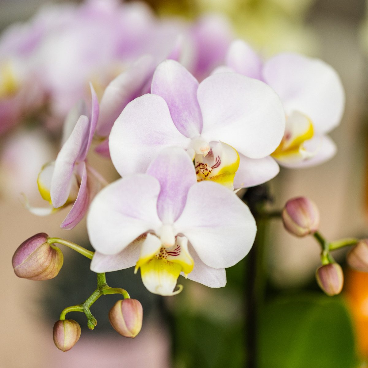 Exotenherz Zimmerpflanze Kolibri Orchids Rosa Phalaenopsis Orchidee - Portu günstig online kaufen