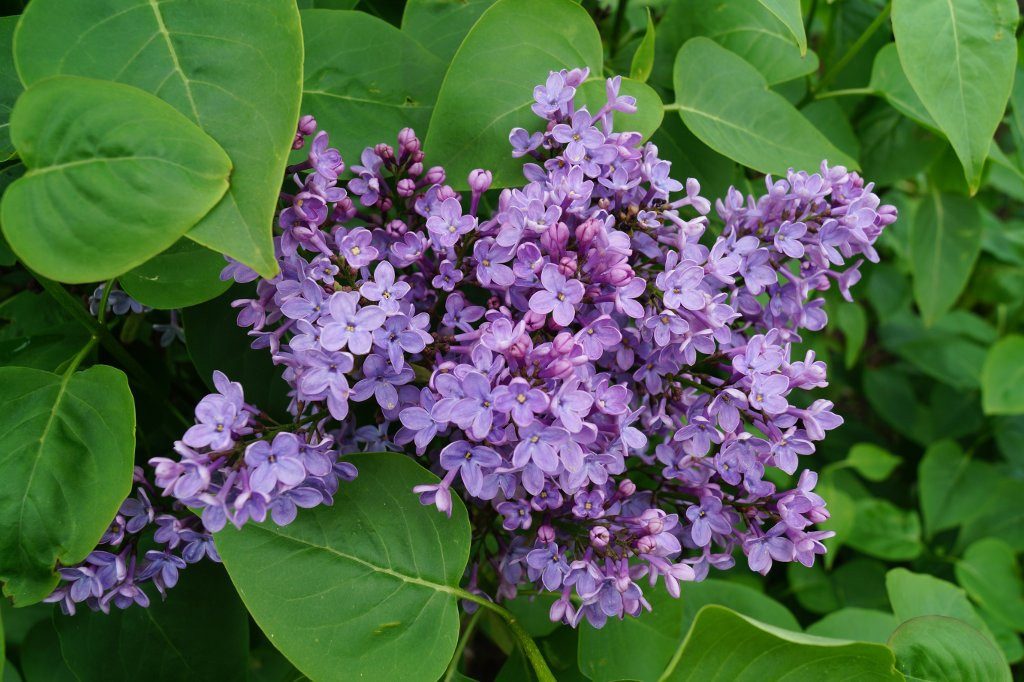 Garten von Ehren Zierstrauch Syringa vulgaris, Containerware, 40-60 cm hoch, - Garten von Ehren