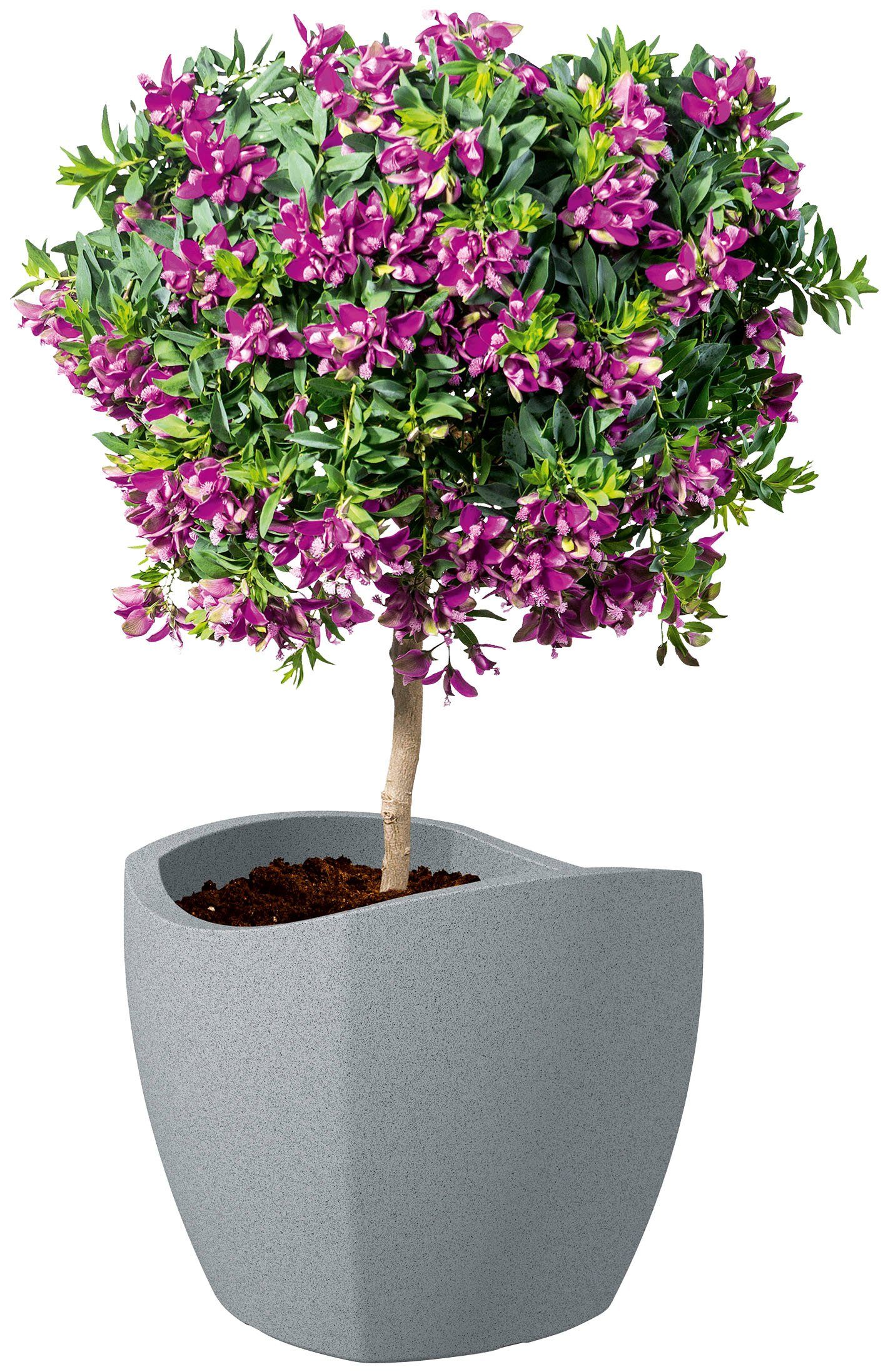 Scheurich Blumentopf GLOBE WAVE grau 40/256 stony CUBO