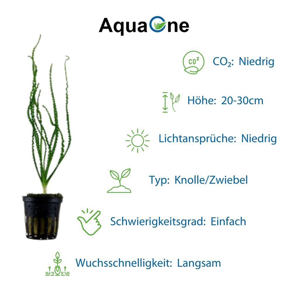 Aquaone Wasserpflanze Exclusives Set mit 3 Pflanzen Aquariumpflanzen Set Nr.135 – Bild 3 von 5
