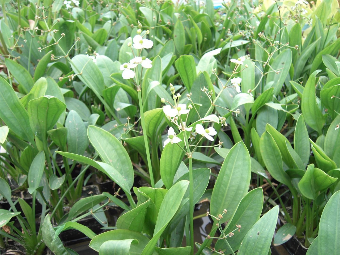 Pflanzen für Dich Staude Sagittaria graminea, 1 St., Grasblättriger Pfeilkraut, Grasblättriges Pfeilkraut