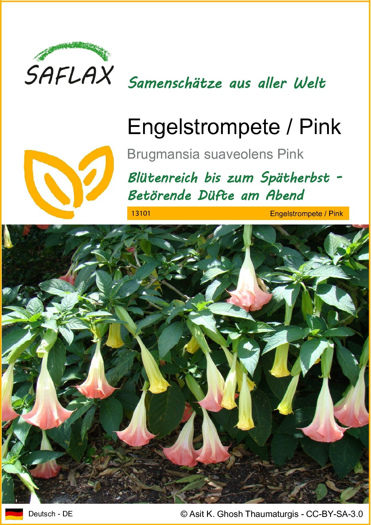 SAFLAX Blumensamen SAFLAX - Samen - Engelstrompete / Pink