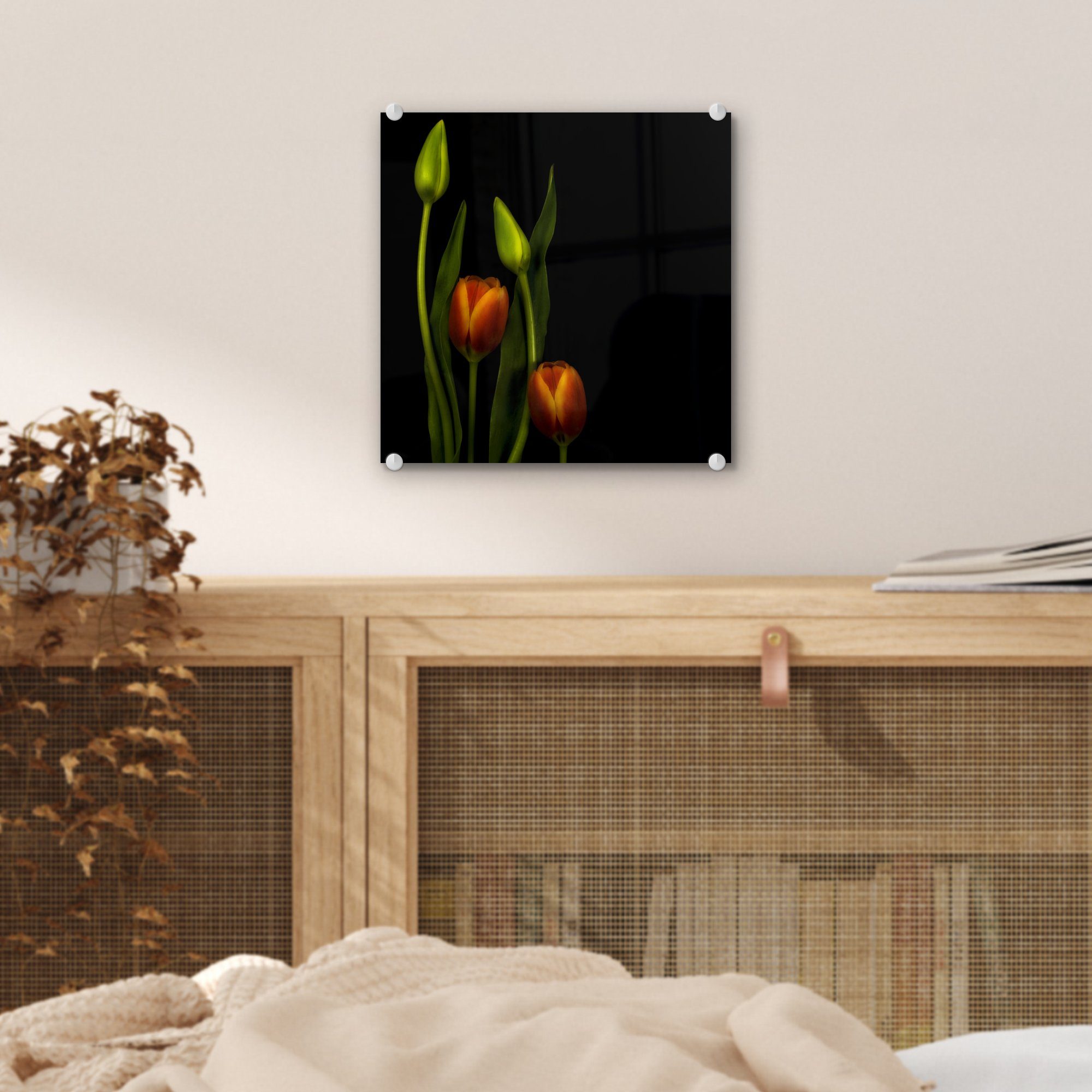 Bilder - schwarzen auf Tulpen Tulpenknospen St), Hintergrund, und (1 Wanddekoration Foto Glas - Wandbild Glas einem auf Acrylglasbild Glasbilder - Orangefarbene vor MuchoWow