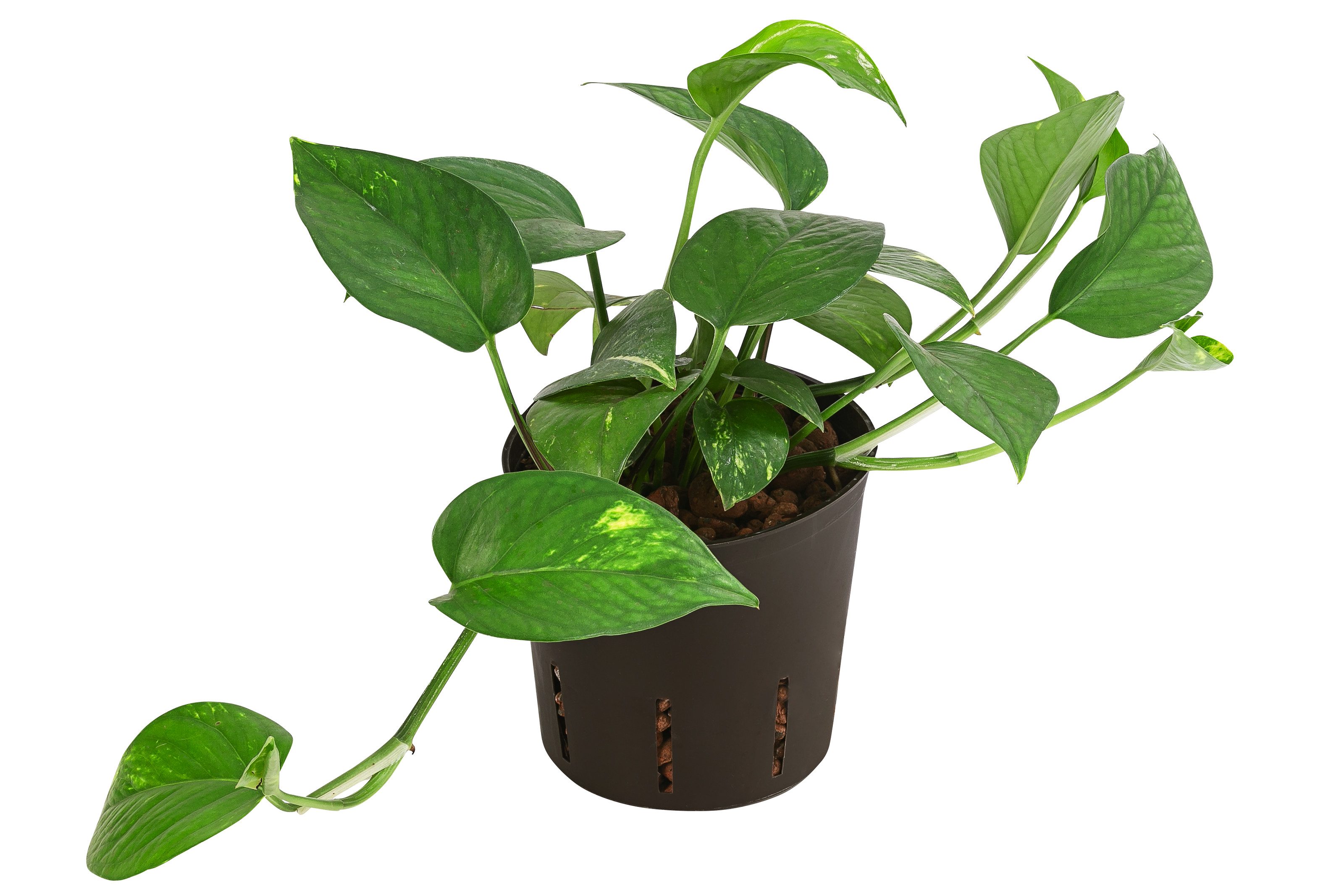 Dehner Zimmerpflanze Efeutute, kletternde Grünpflanze, in Hydrokultur, zweifarbige Epipremnum aureum, für Blumenampel