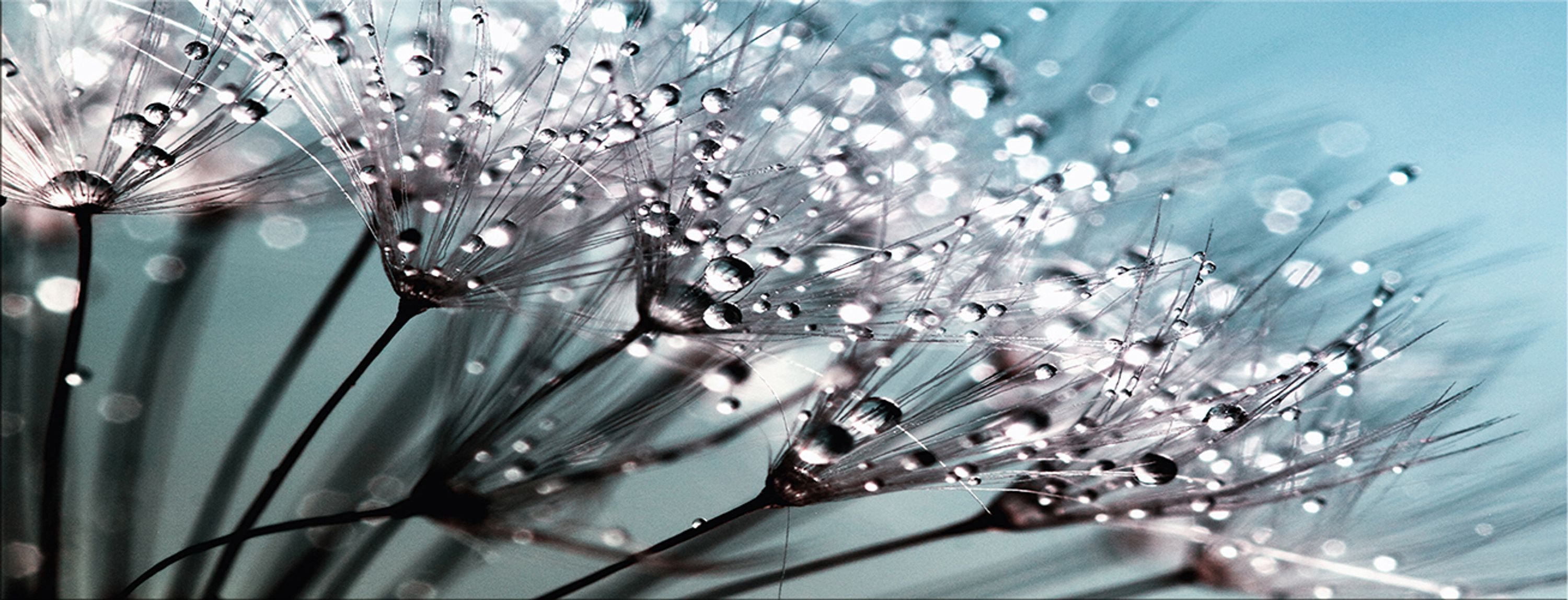 artissimo Glasbild Bild aus Glas 80x30 cm / Wandbild Querformat / Wanddeko modern, Natur: Pusteblume mit Wassertropfen in Türkis