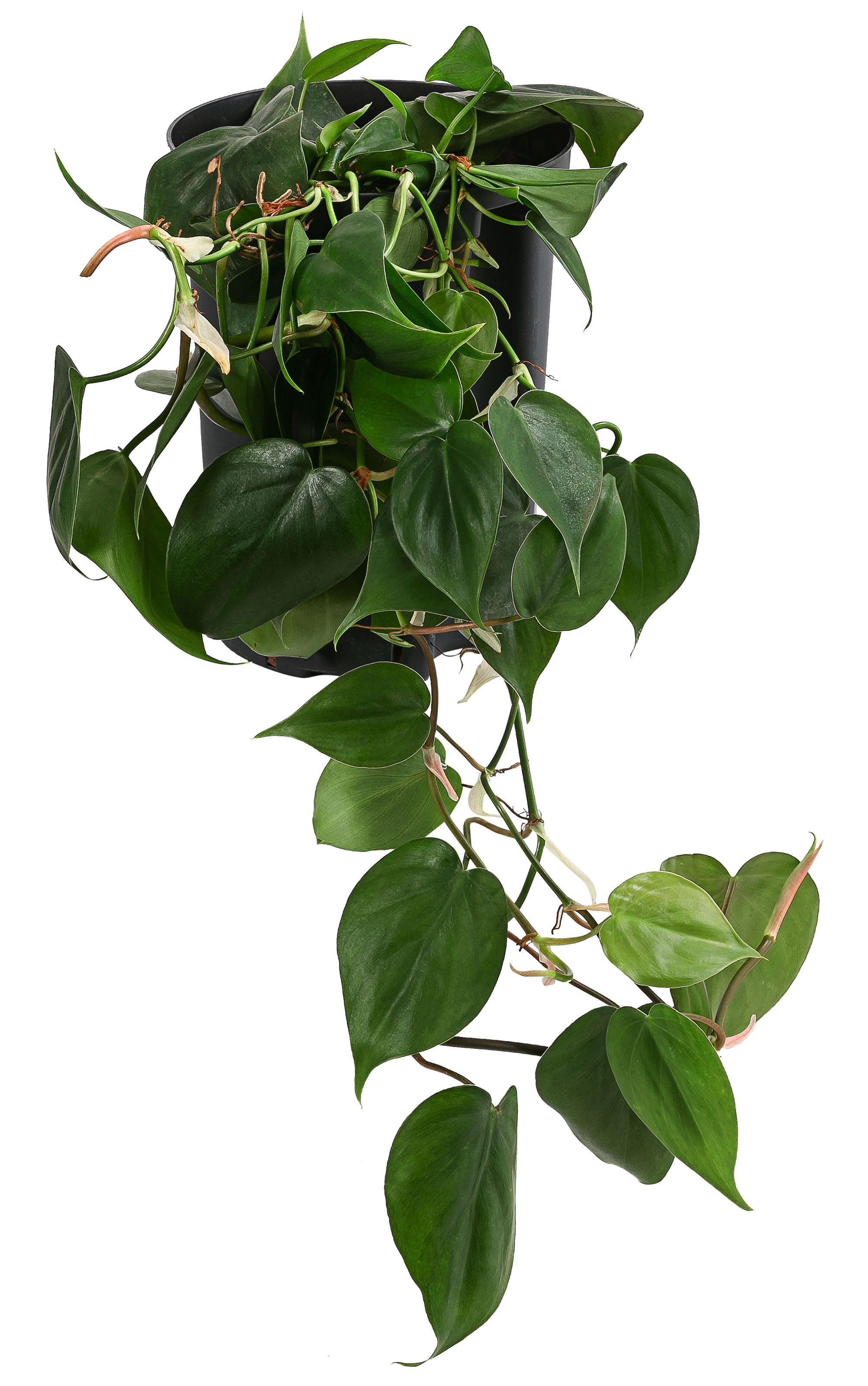 Dehner Zimmerpflanze Baumfreund, Philodendron scandens, in Hydrokultur, ink günstig online kaufen
