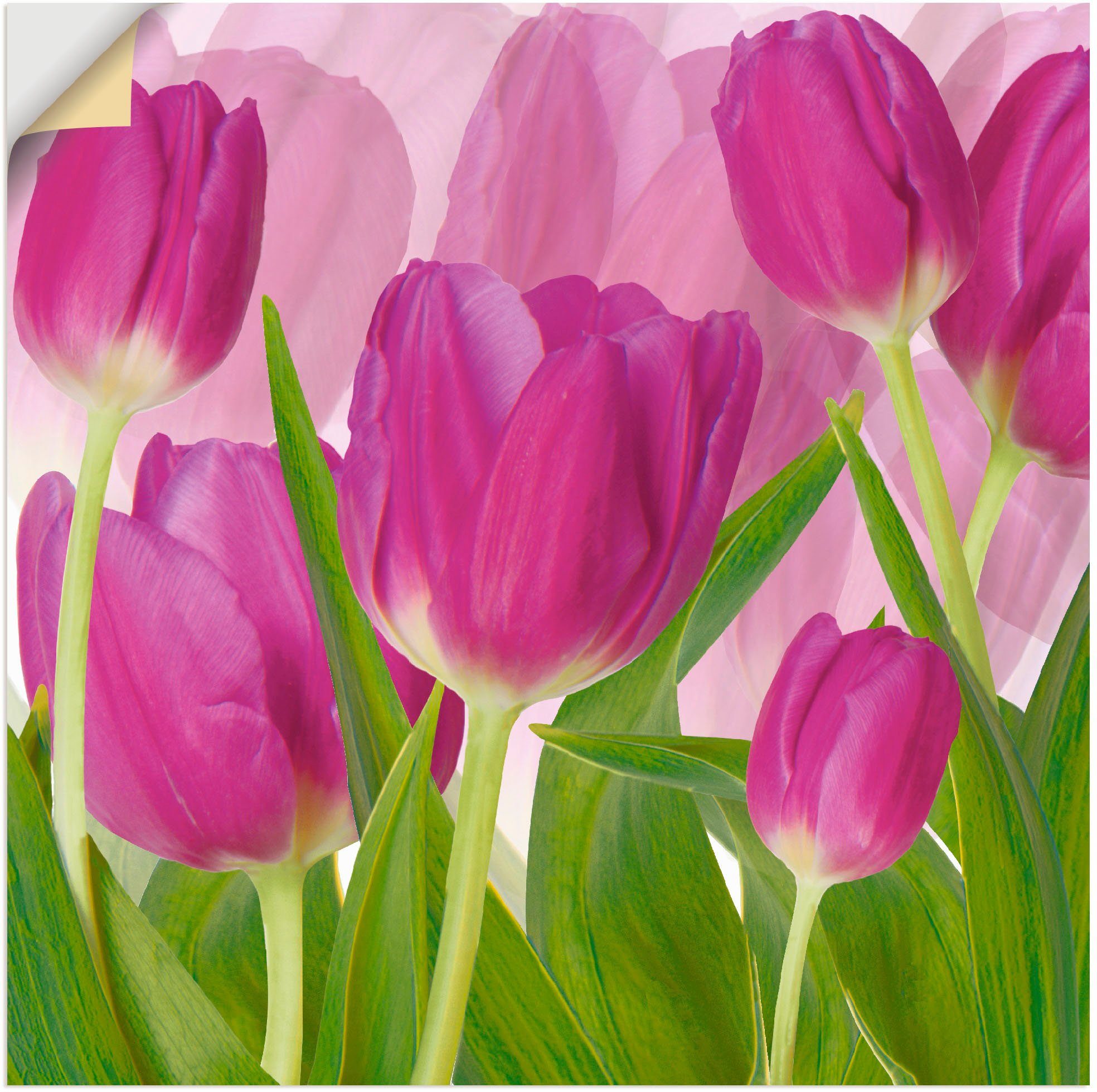 versch. Wandaufkleber Leinwandbild, Artland Tulpenfeld Poster in Größen Alubild, oder St), Wandbild Blumen lila, als (1