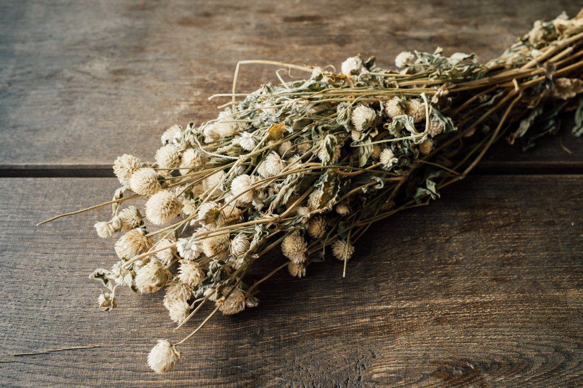 Trockenblume Gomphrena globosa getrocknet Natur/ Weiß günstig online kaufen