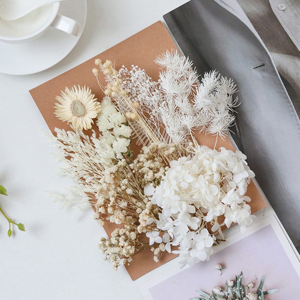 Trockenblume Pampasgras Zum Basteln Mini Trockenblumen, günstig online kaufen