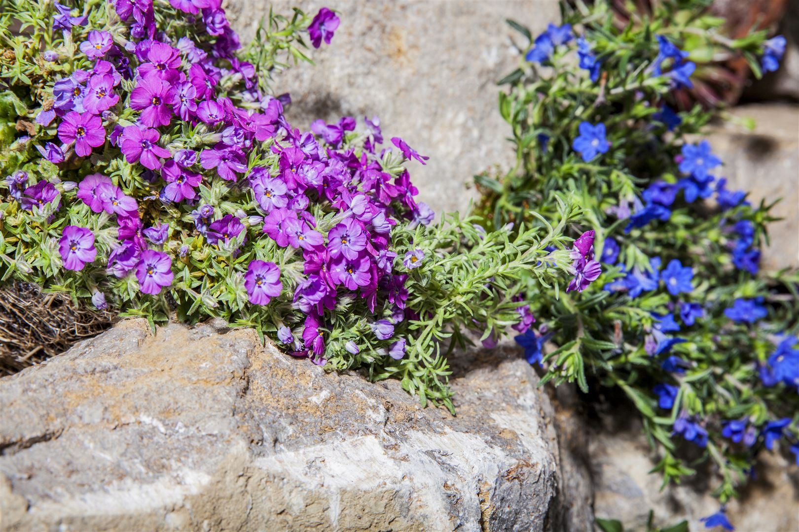 Pflanzen für Dich Bodendecker Phlox subulata Ronsdorfer Schöne, 1 St., Polsterphlox, Teppichphlox, rosa Blüten, teppichbildend
