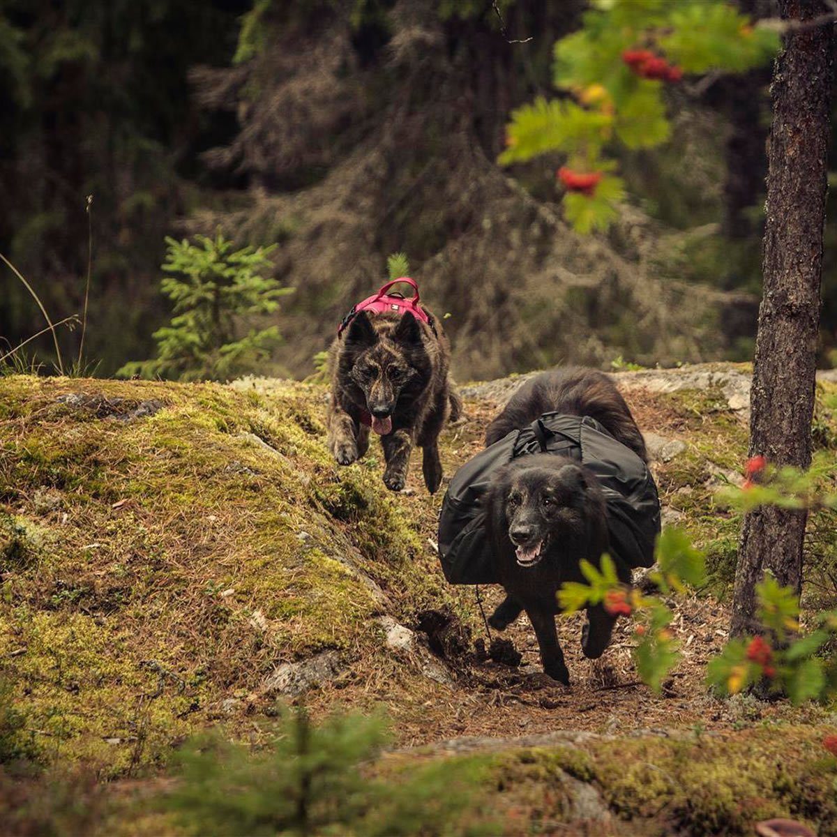 HURTTA Hunde-Geschirr Trail Pack schwarz