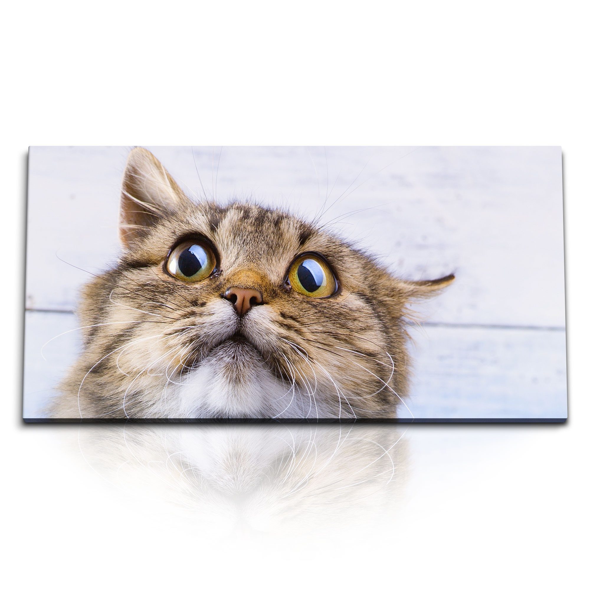 Leinwandbild Kunstdruck Bilder 120x60cm Katze Kater Lustig Hauskatze Tierfotografie