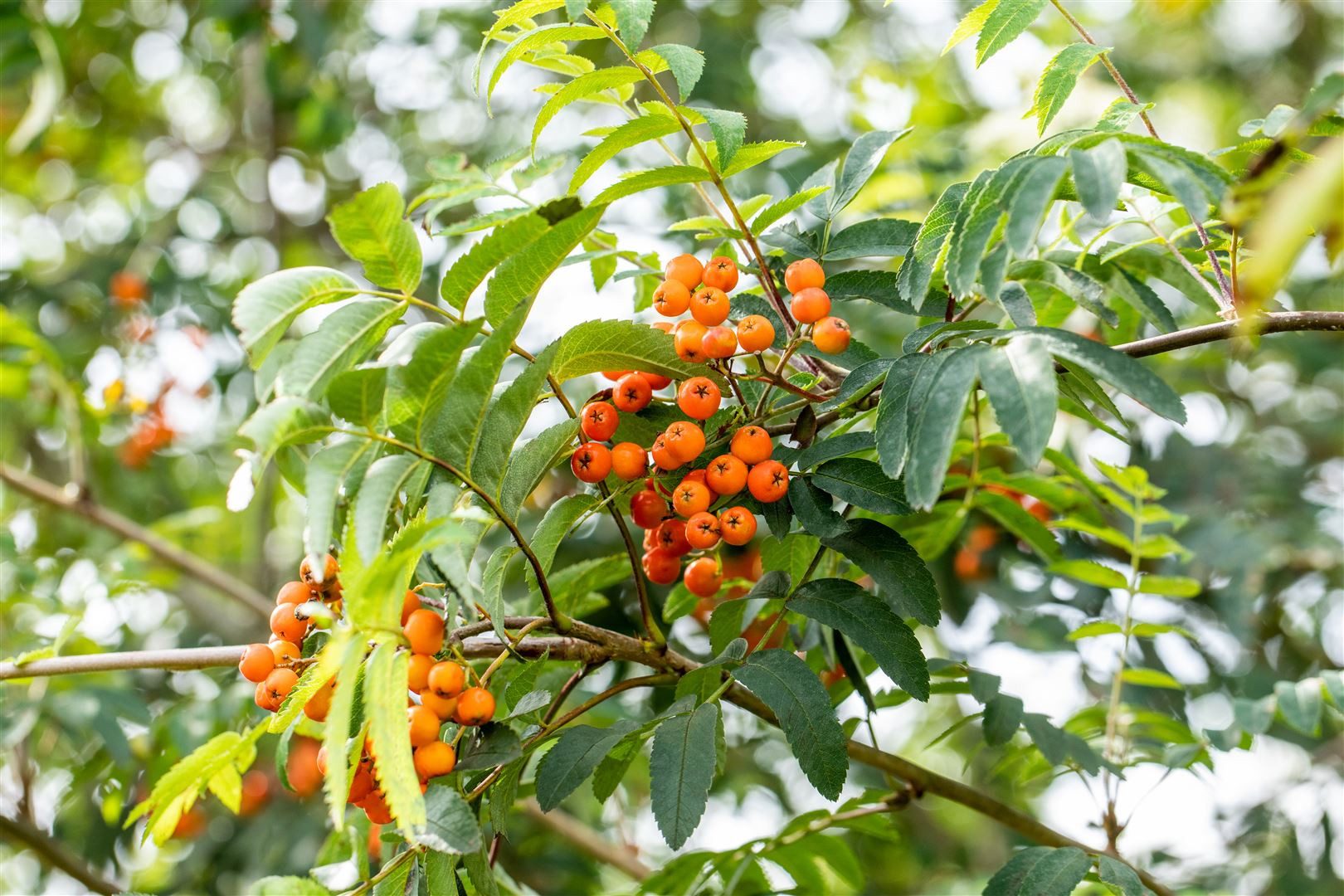 Pflanzen für Dich Gehölze Sorbus aucuparia Fastigiata, 1 St., Säulen-Eberesche, Säulen-Vogelbeere