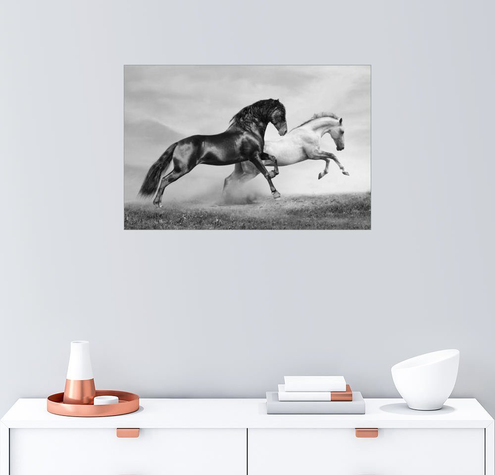 Bild 5 tlg pferde weiß auf  Leinwand 160x80cm XXL Bilder Nr 5549"  Visario 