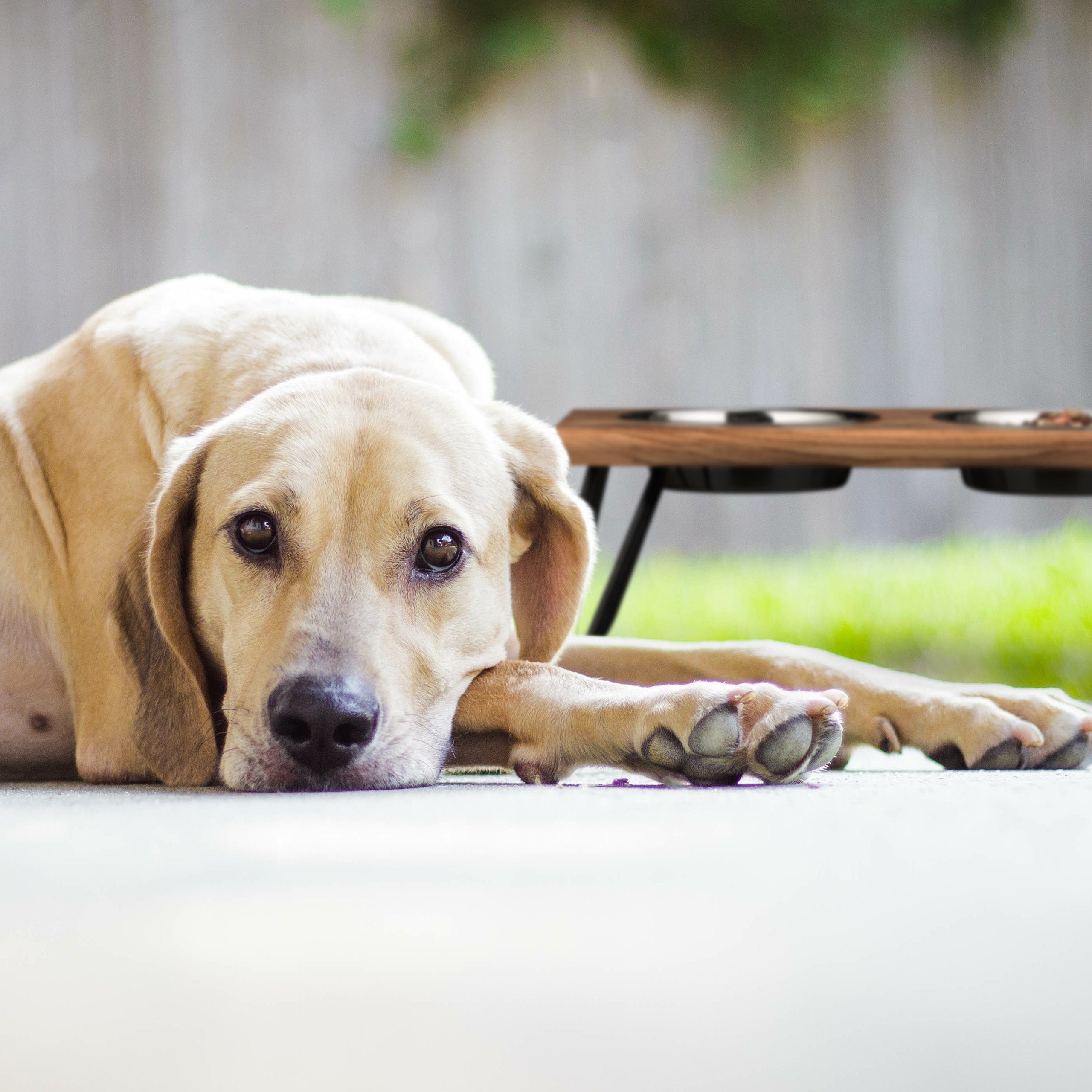 relaxdays Futterstation Napfständer Akazienholz XL
