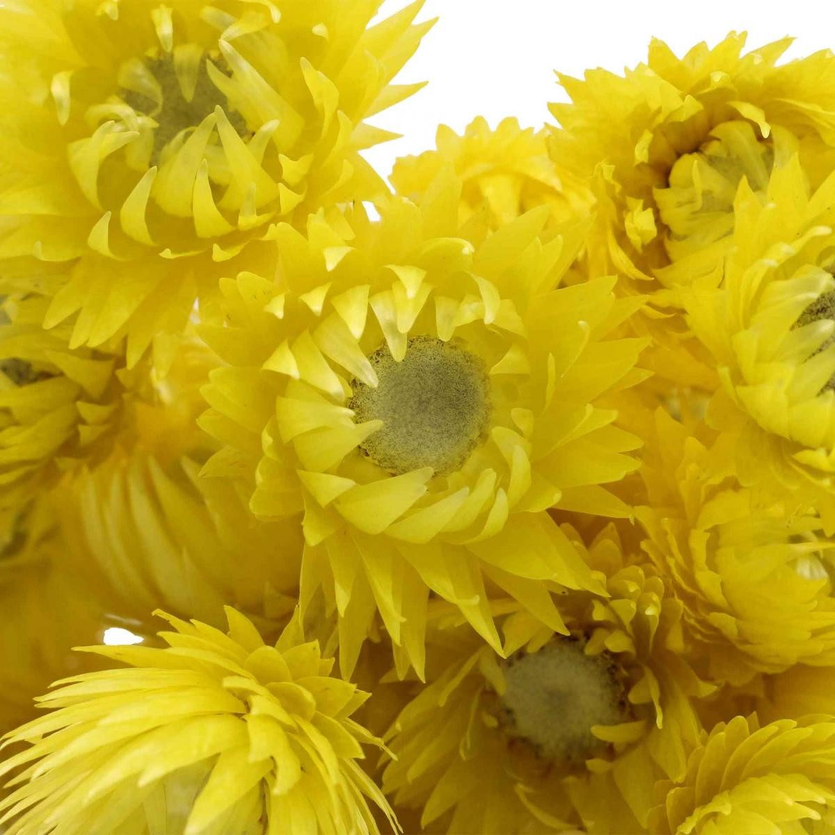 Trockenblume Gelbe Trockenblumen Capblumen Strohblumen 42cm Deko, Florists Products, Höhe 44 cm