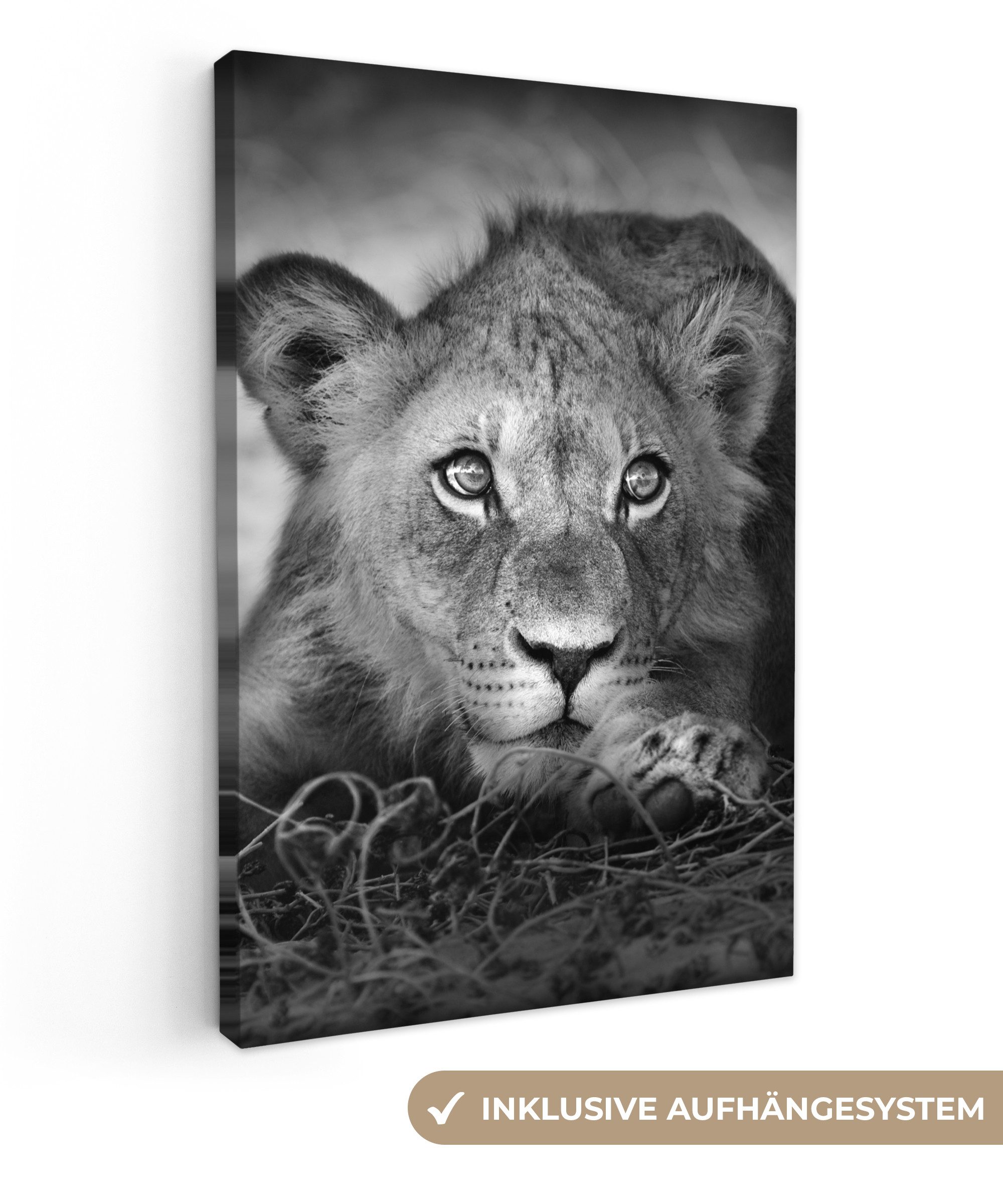 OneMillionCanvasses® Leinwandbild Wildtiere - Löwe - Natur - Schwarz - Weiß günstig online kaufen
