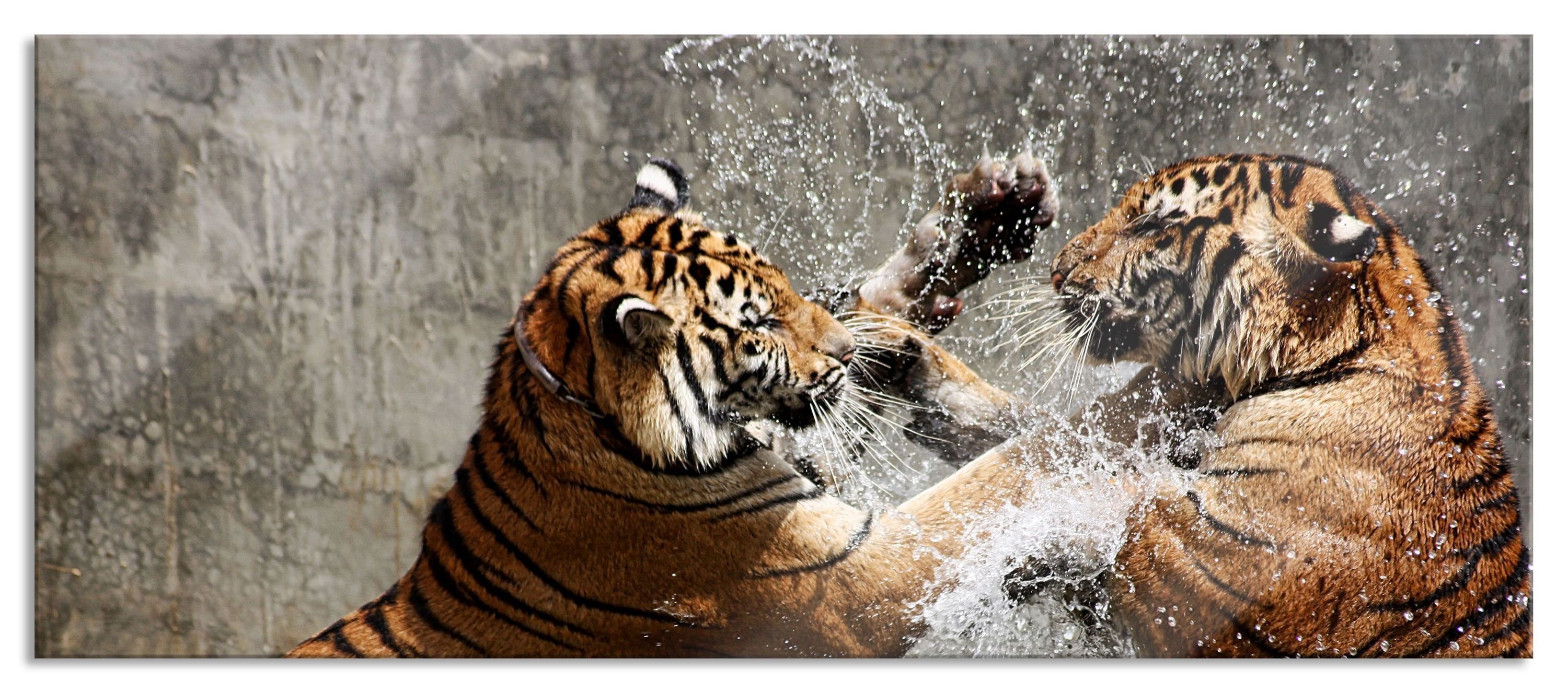 im und (1 Kämpfende im Wasser, aus Kämpfende Pixxprint Glasbild Glasbild Tiger Wasser St), inkl. Abstandshalter Aufhängungen Echtglas, Tiger