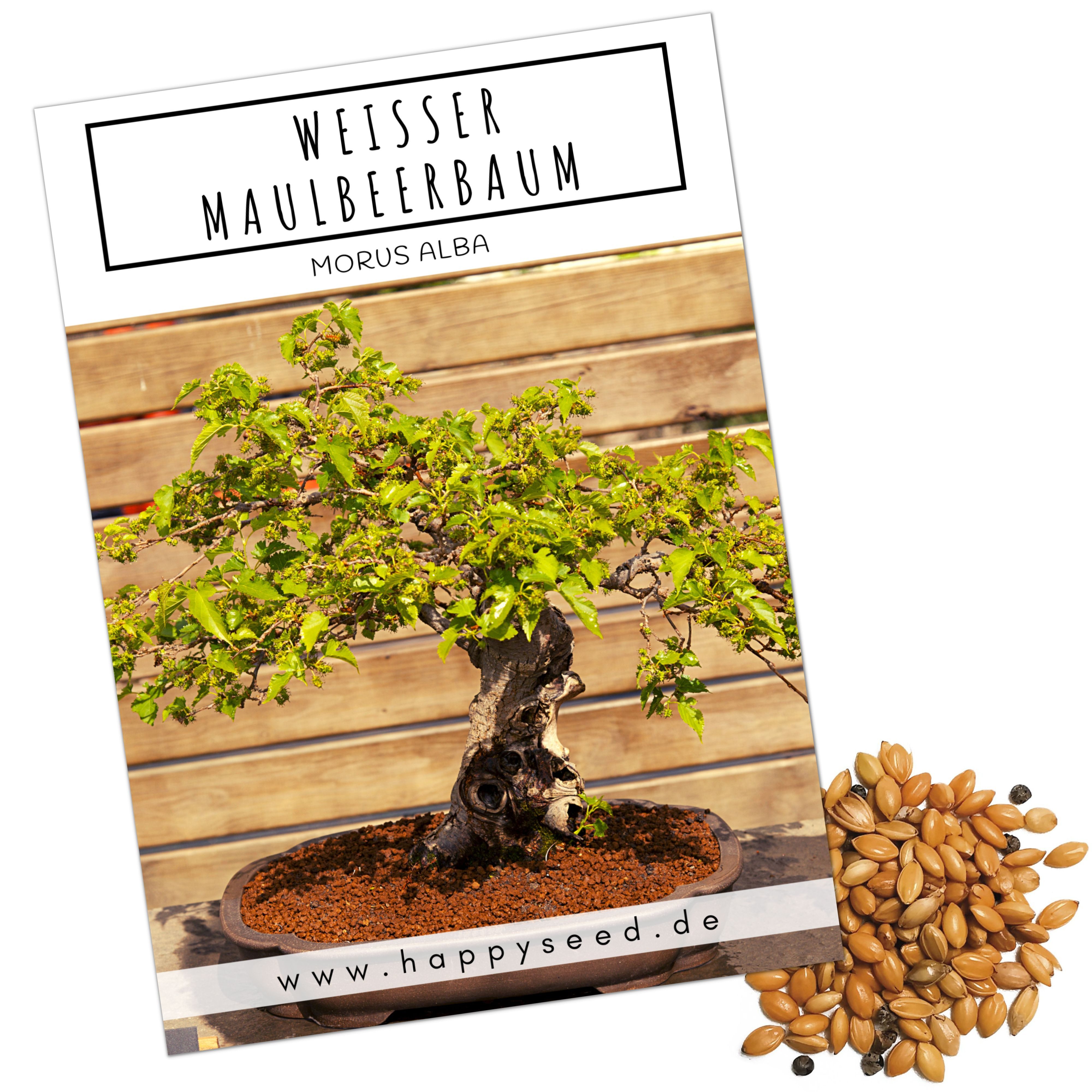 HappySeed Blumensamen Einzigartige Bonsai Samen mit hoher Keimrate - Weißer Maulbeerbaum, Bonsaifähig
