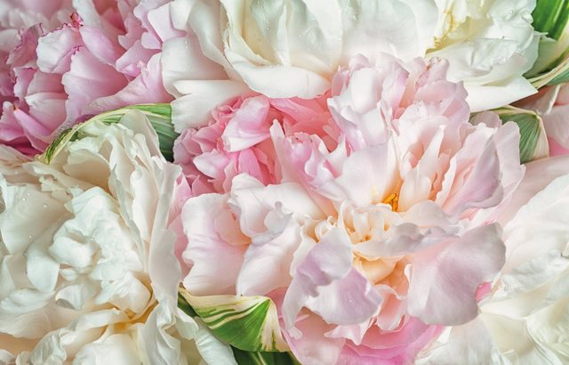 Papermoon Fototapete »Blooming Peonies«, glatt-Otto