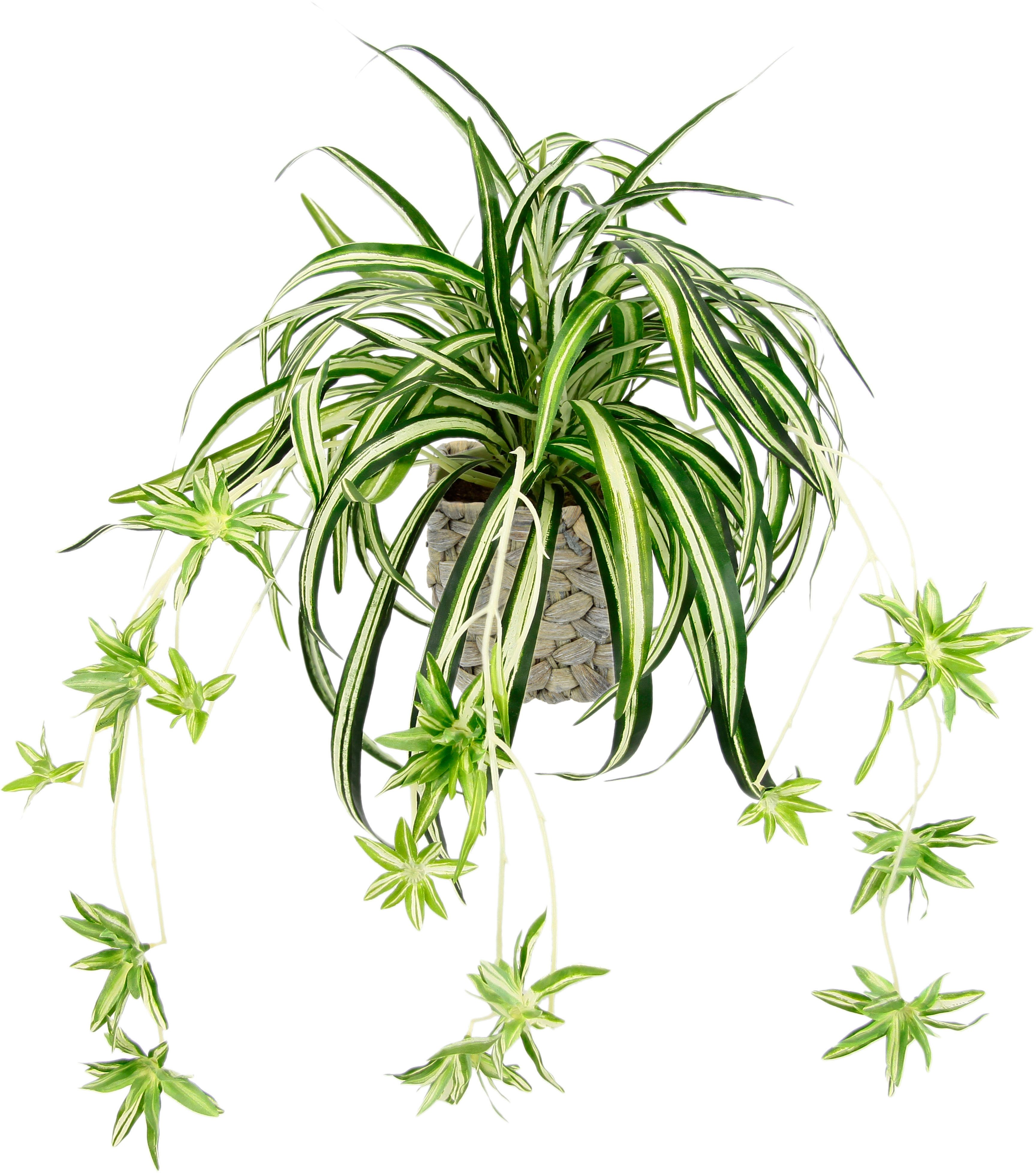 Kunstpflanze Wasserlilie Wasserlilie, I.GE.A., Höhe 35 cm, im Übertopf günstig online kaufen