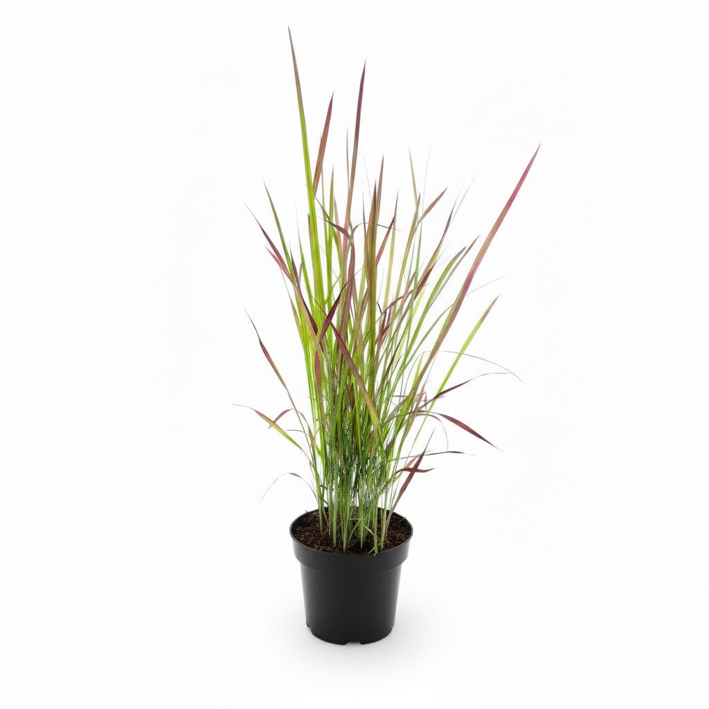 Pflanzen für Dich Gräser Imperata cylindrica Red Baron, 1 St., Blutgras, Japanisches Blutgras, rote Spitzen, horstbildend