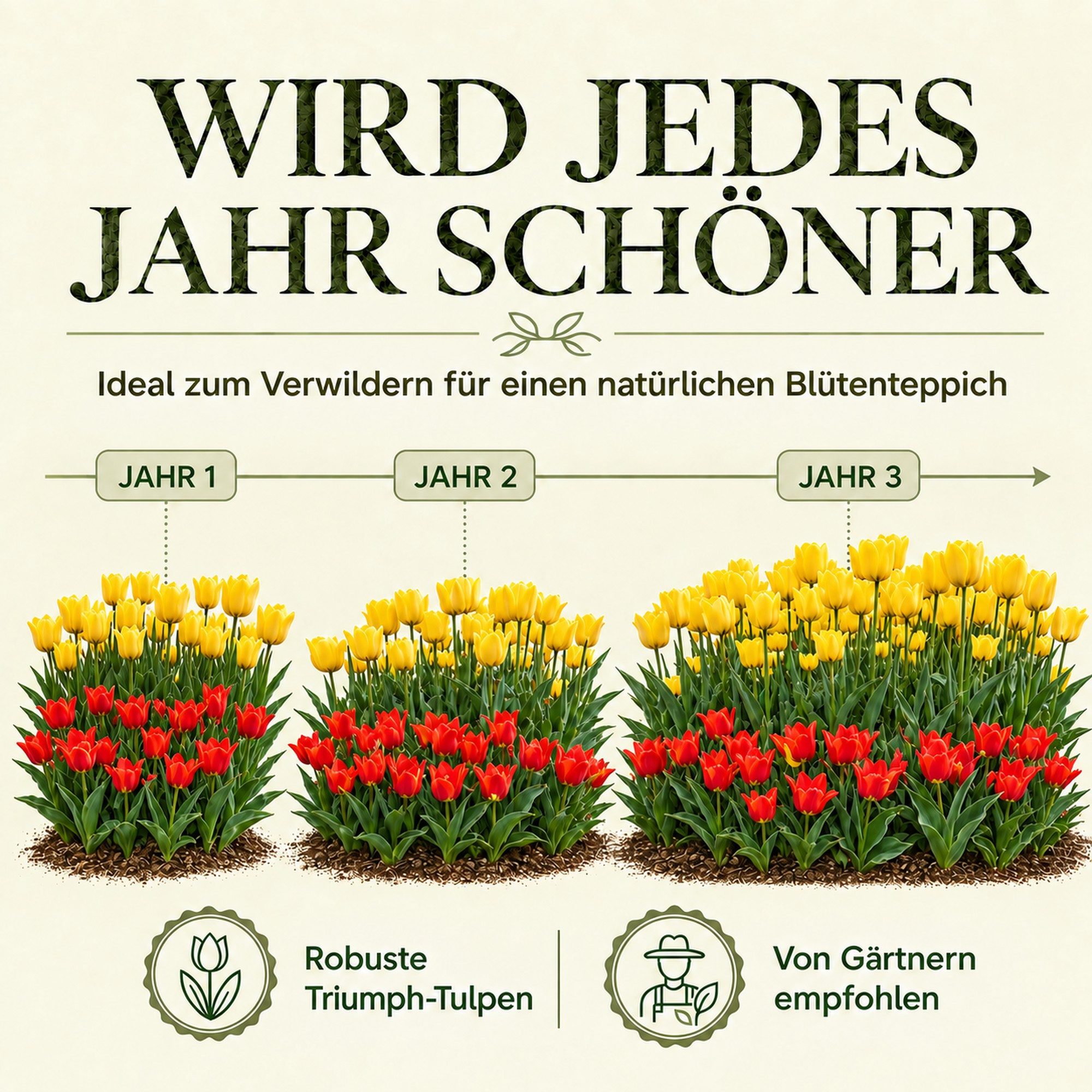 HappySeed Blumenzwiebeln 50 Stk, Tulpen & Frühlingsblüher, verschiedene Sorten, (Tulpen-Duo, 50-St), Tulpen-Duo – Bild 5 von 5
