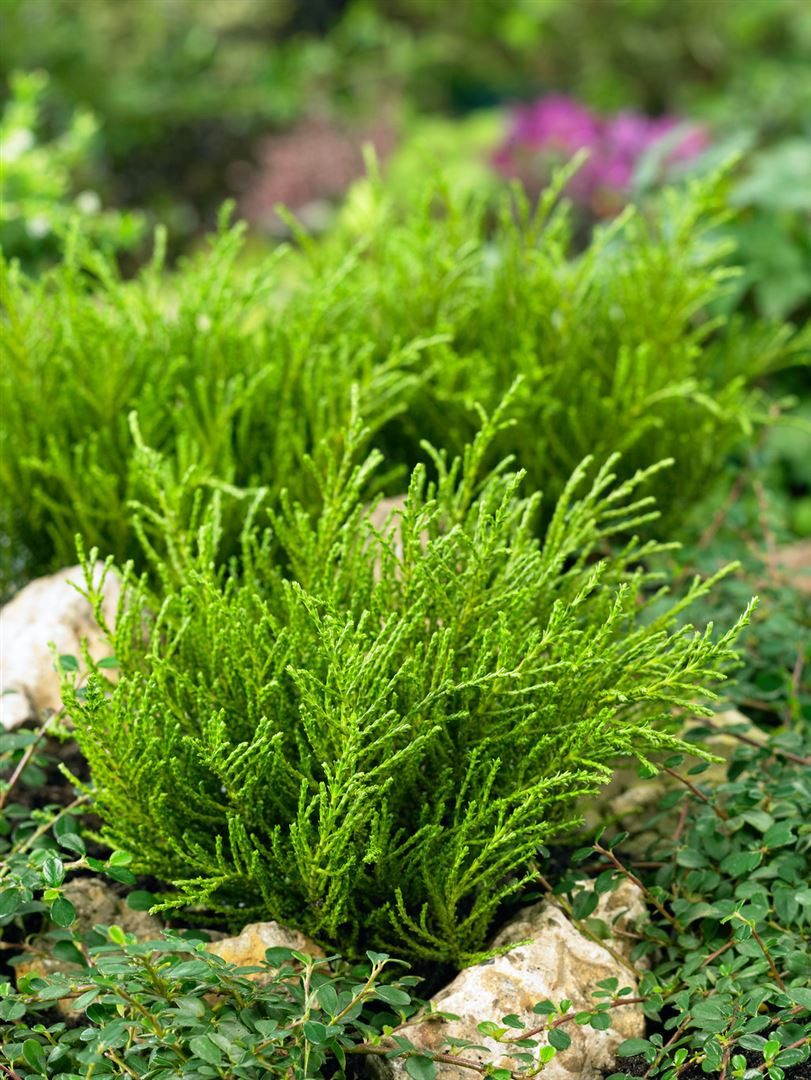 Pflanzen für Dich Gehölze Hebe 'Golden Esk', 1 St., Strauchveronika